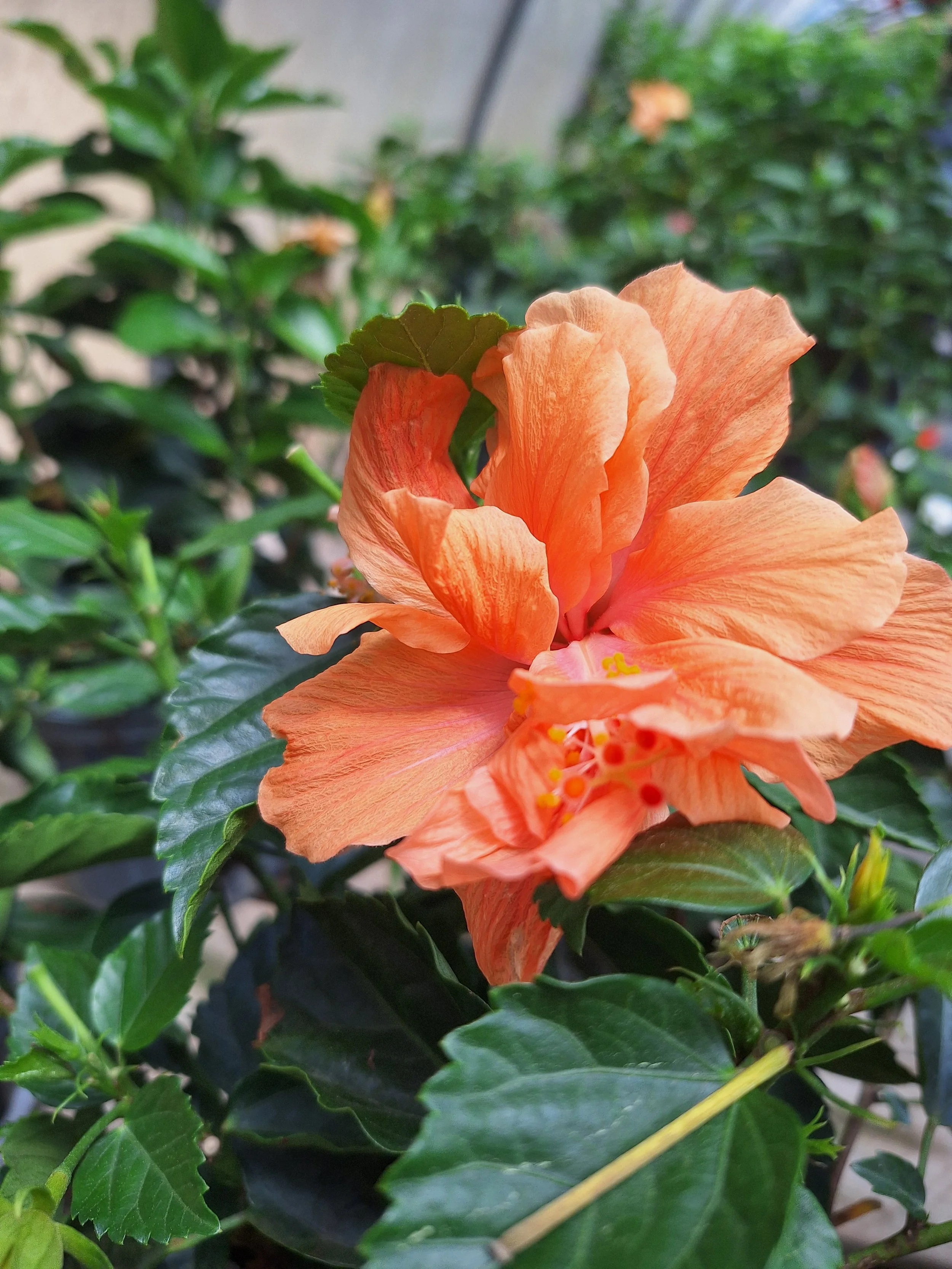 nc garden