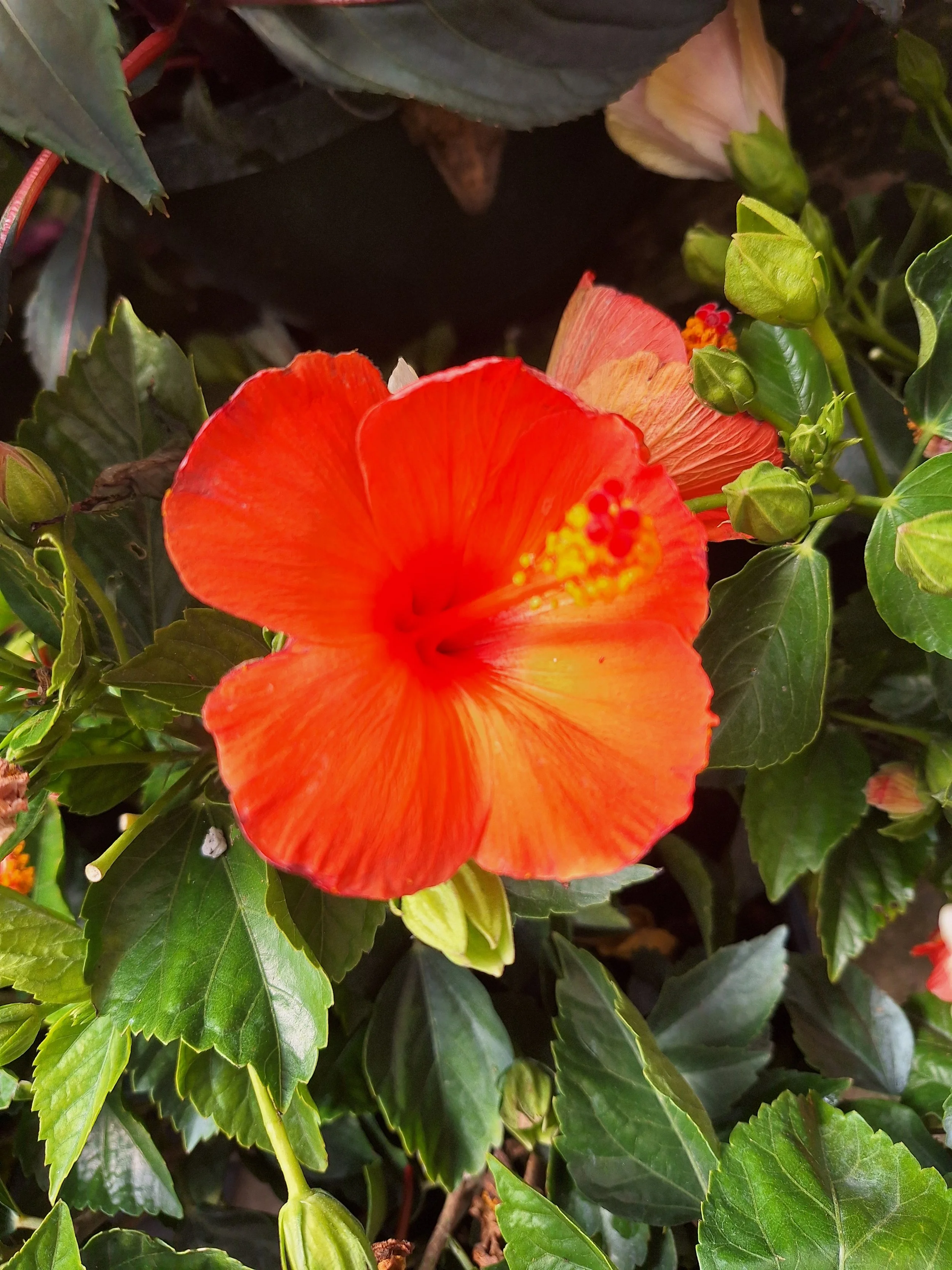 nc garden