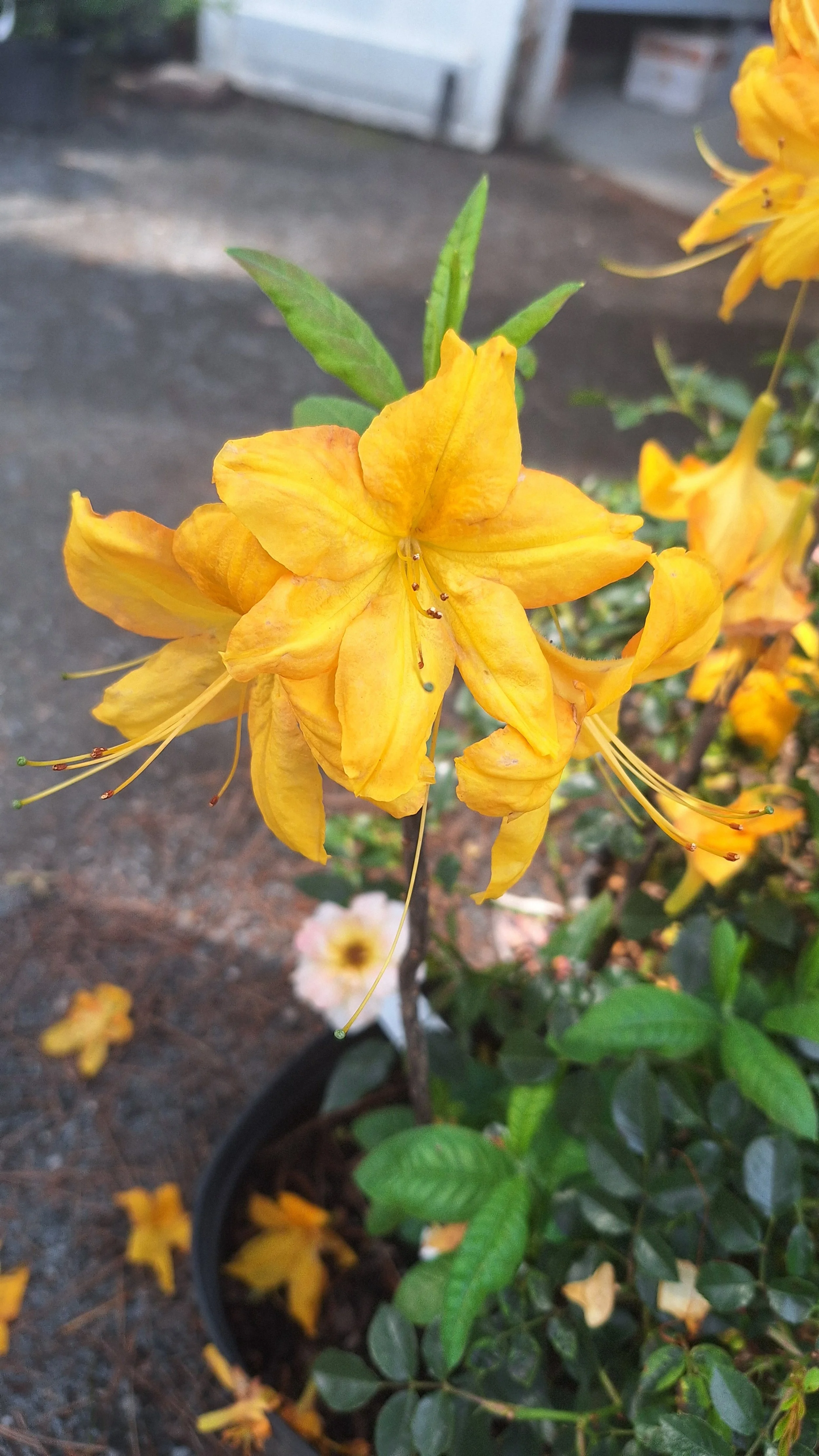 nc garden