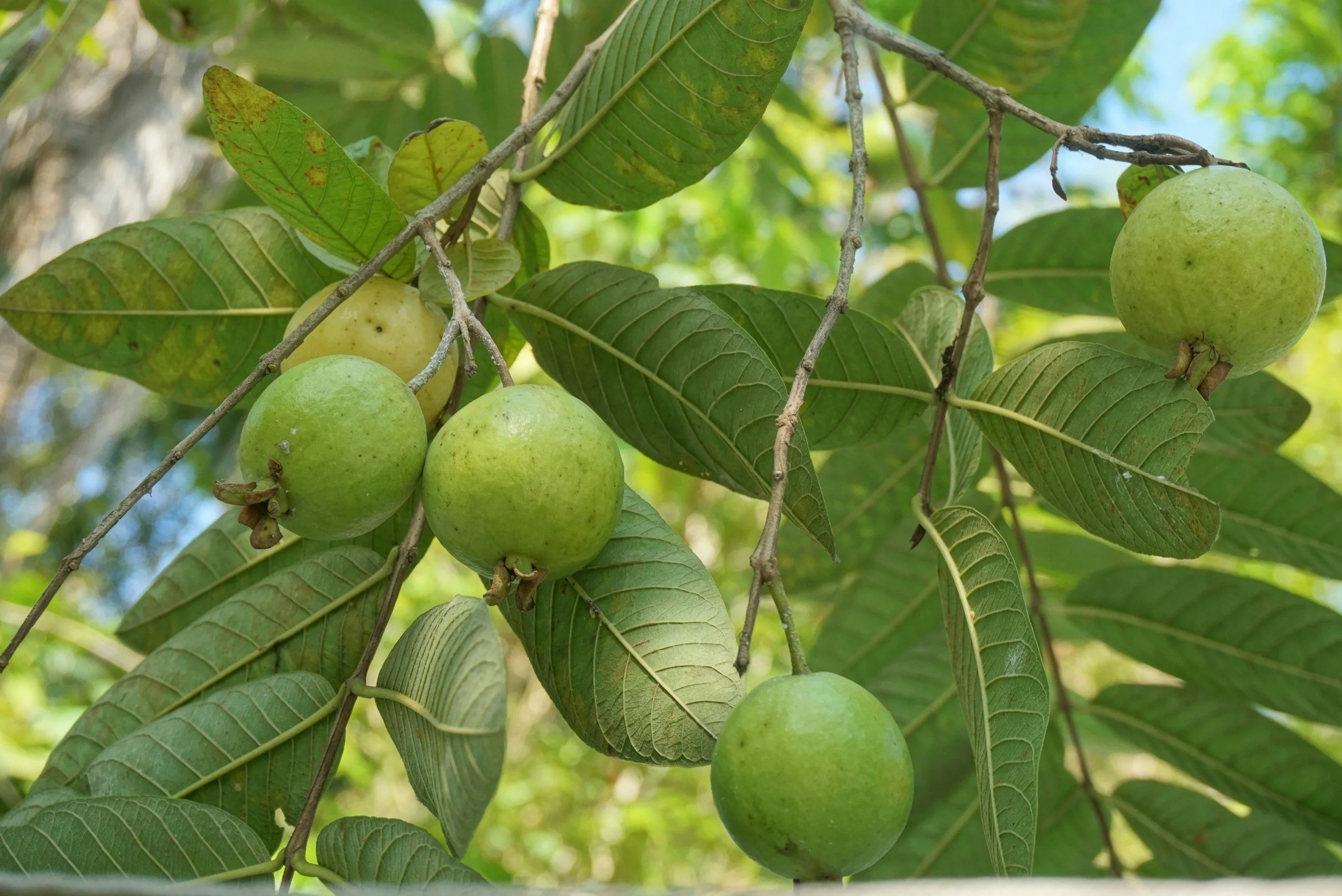 a walnut tree branch laden with walnuts