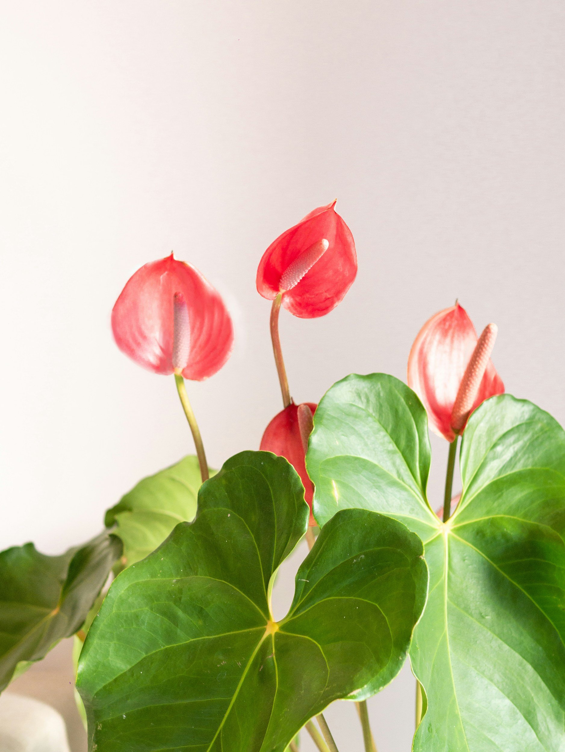Plant Profile: Anthurium