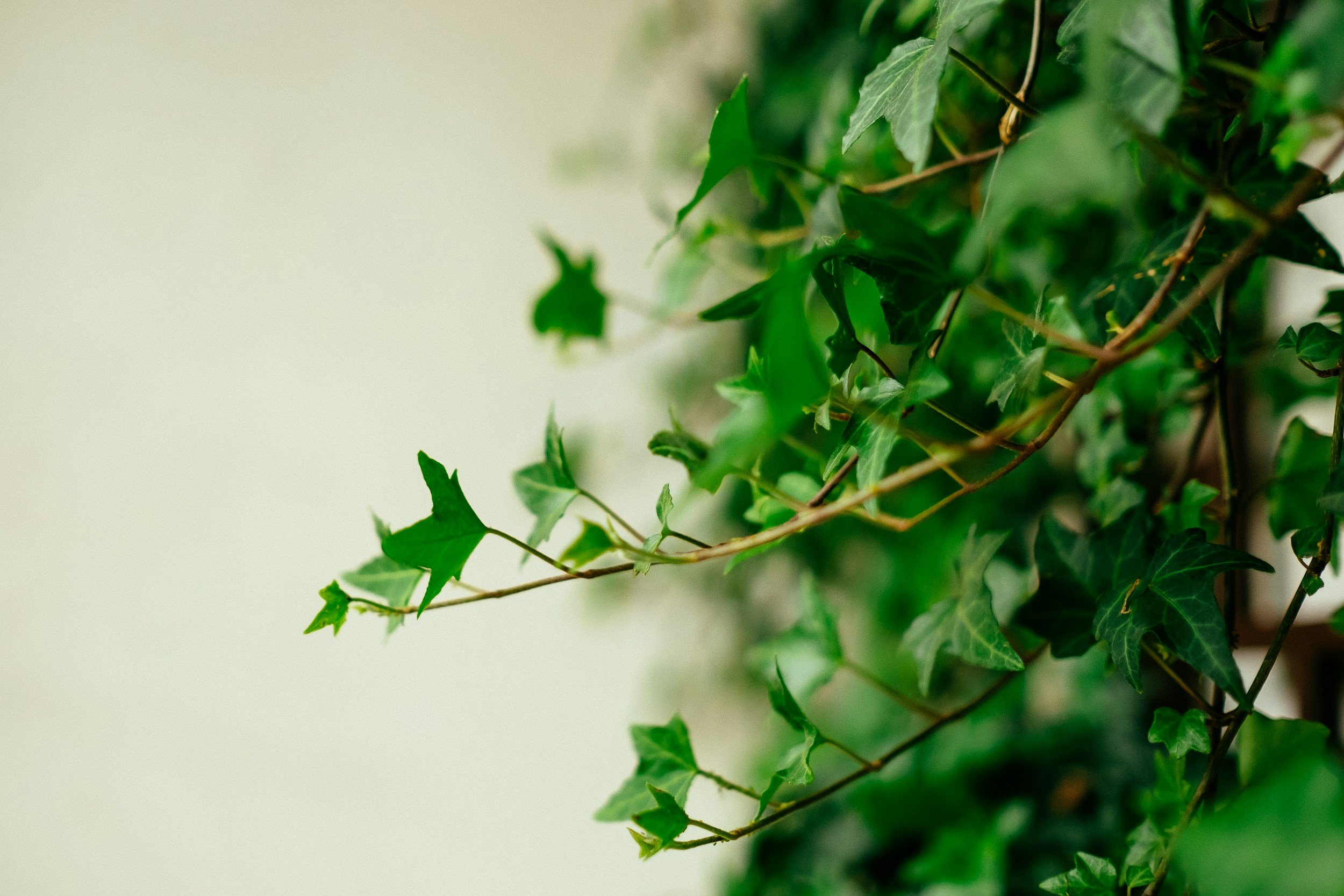 Plant Profile: English Ivy