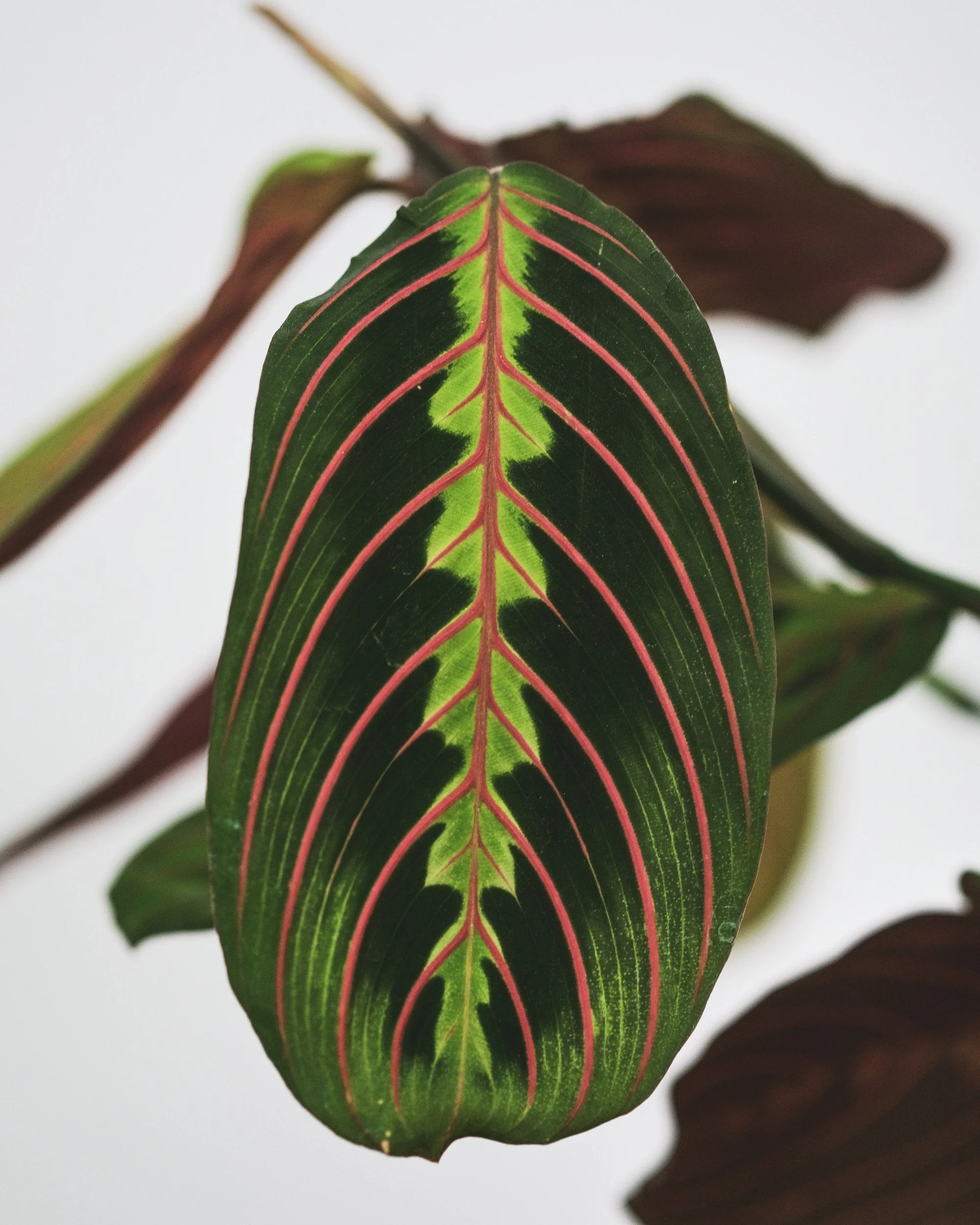 Plant Profile: Prayer Plant