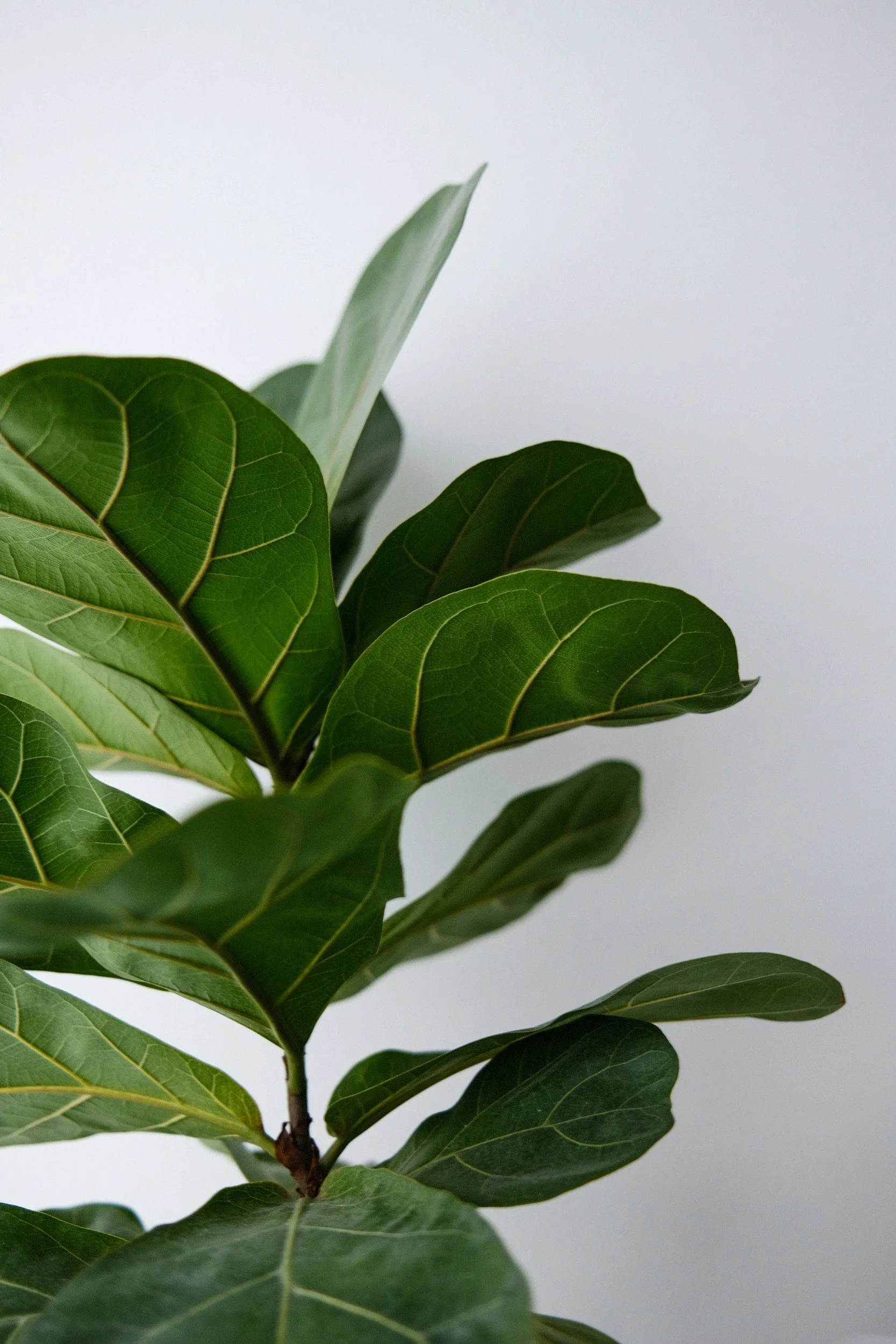 Plant Profile: Fiddle Leaf Fig