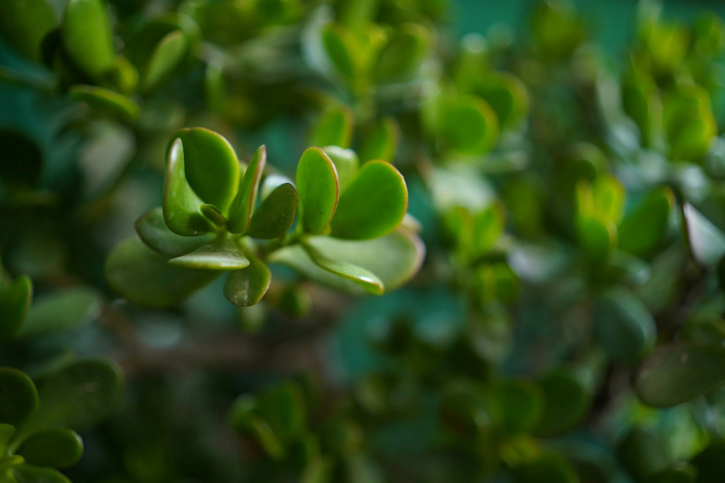 Plant Profile: Jade Plant