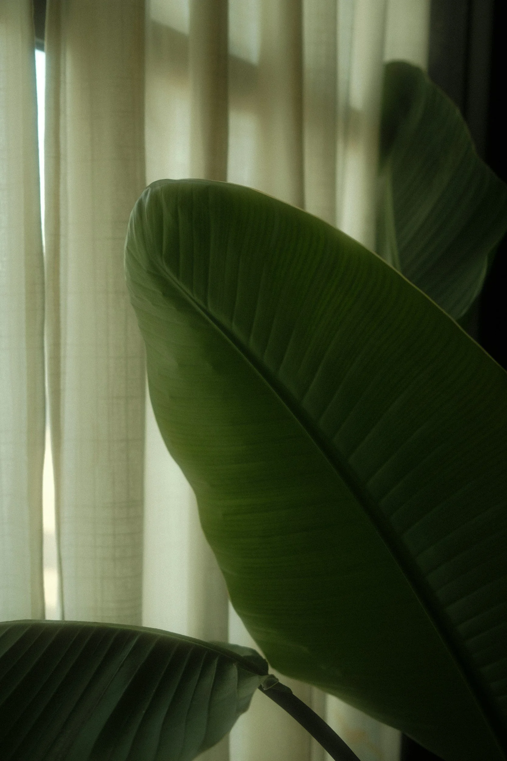Plant Profile: Bird of Paradise