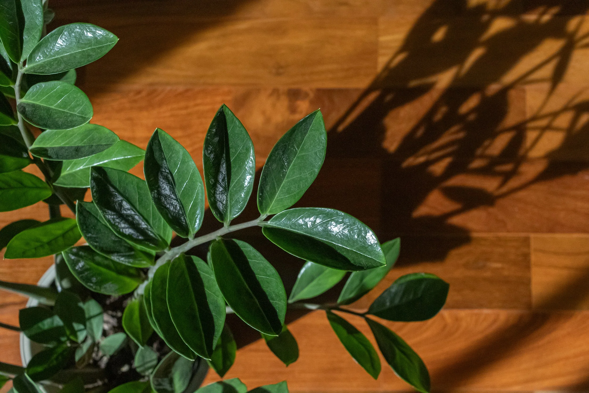 zz plant stems shot from above in front of a warm wood flooring background