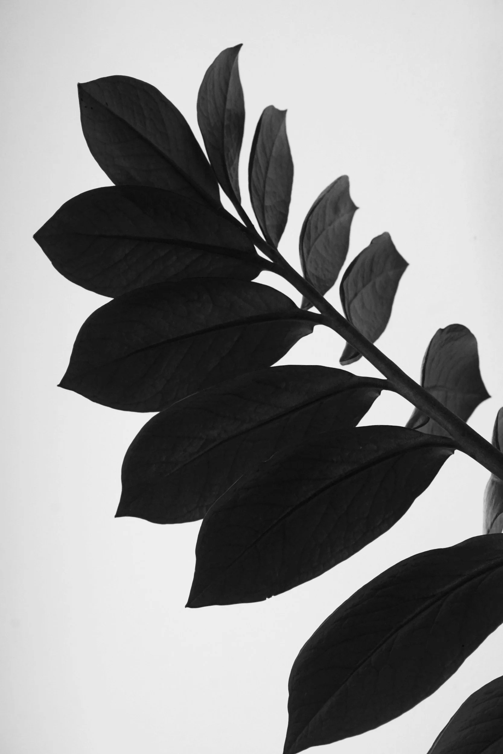 Plant Profile: ZZ Plant