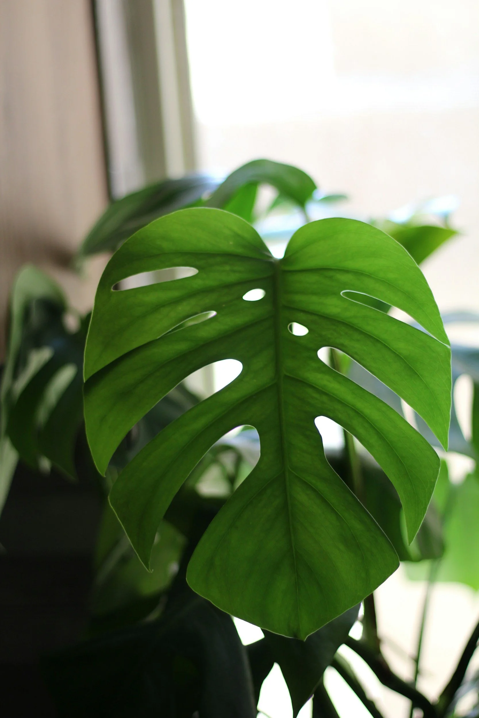 Plant Profile: Monstera
