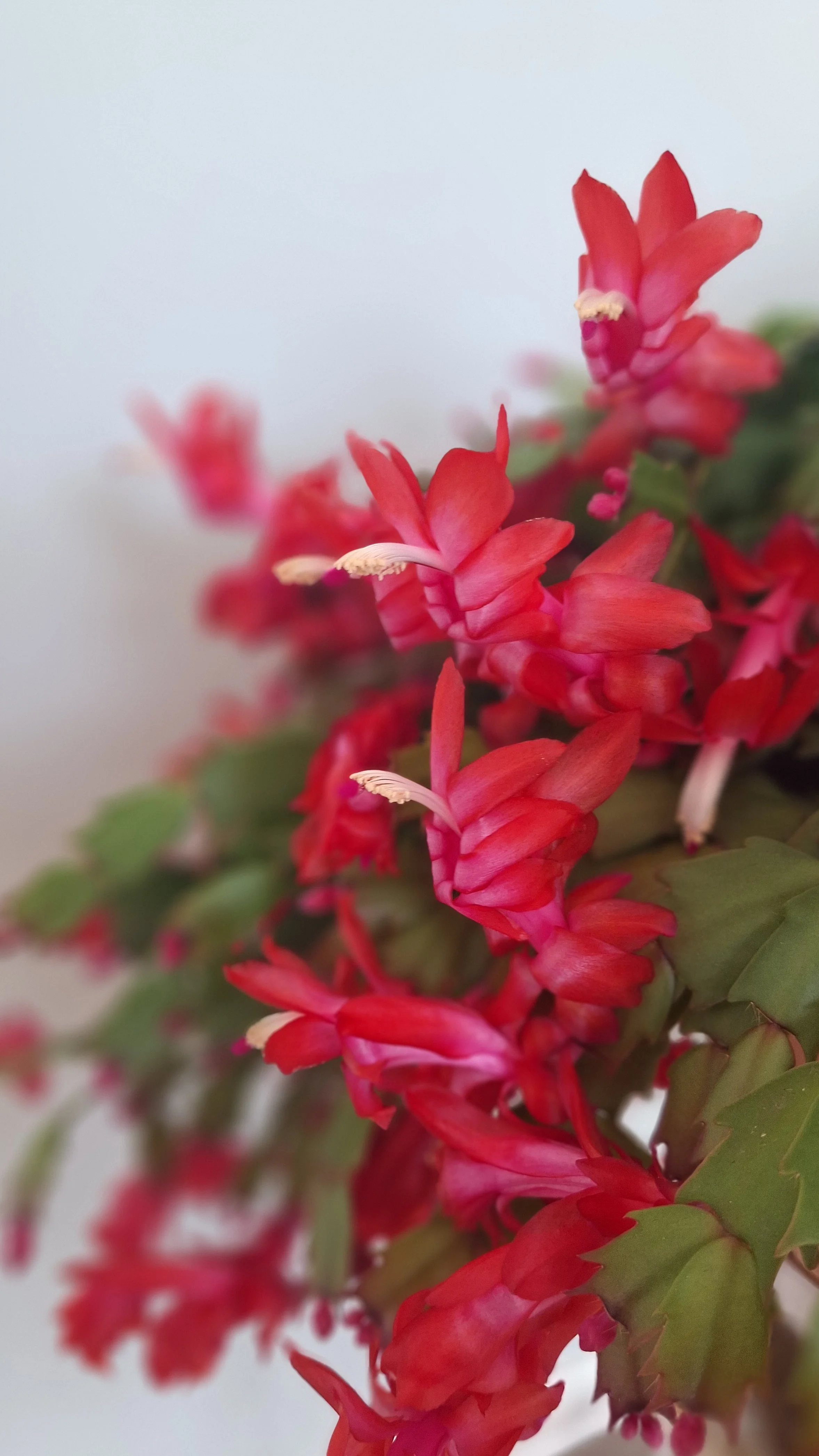 close up of Christmas cactus bloom