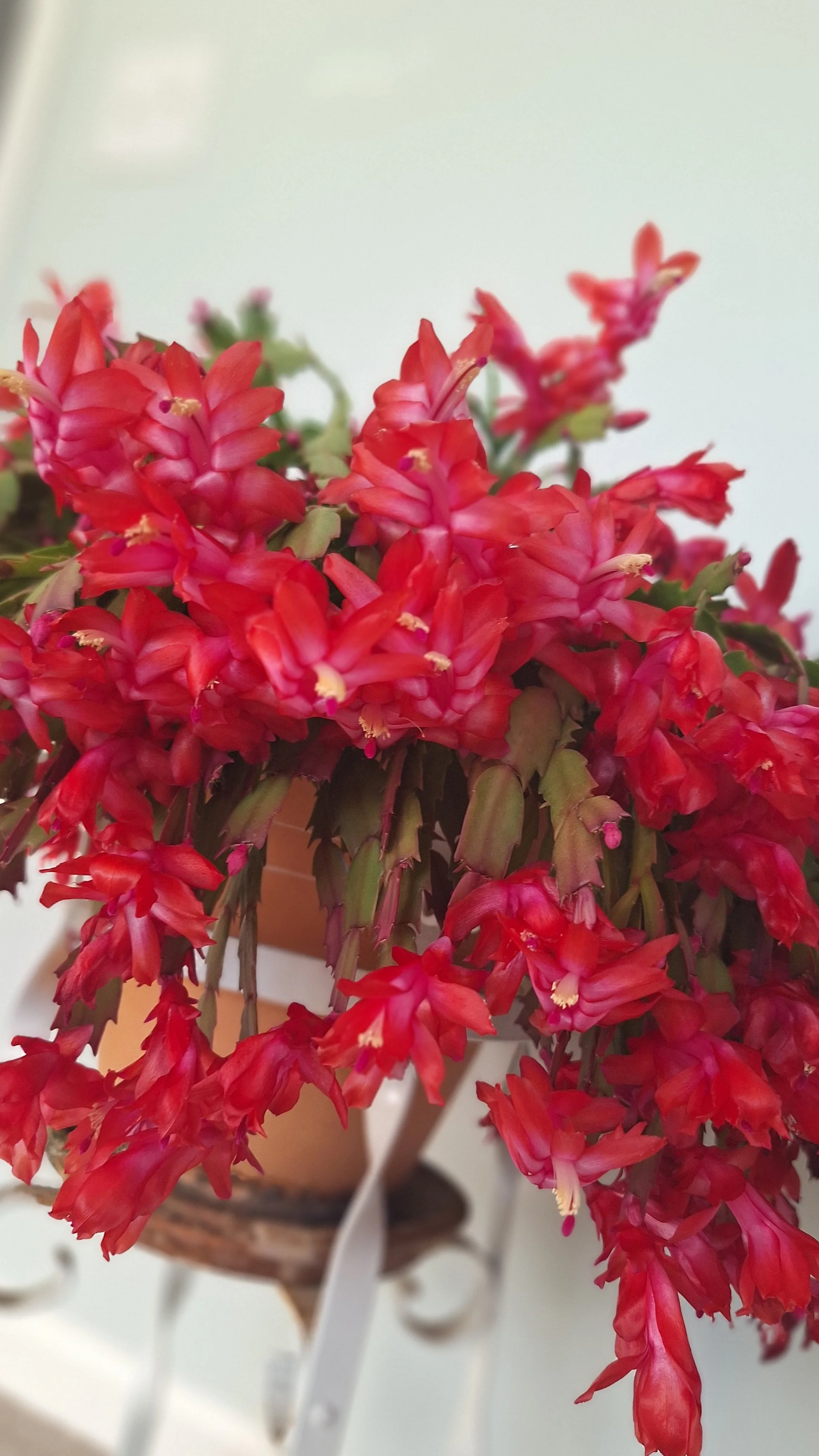 close up on Christmas cactus in full bloom