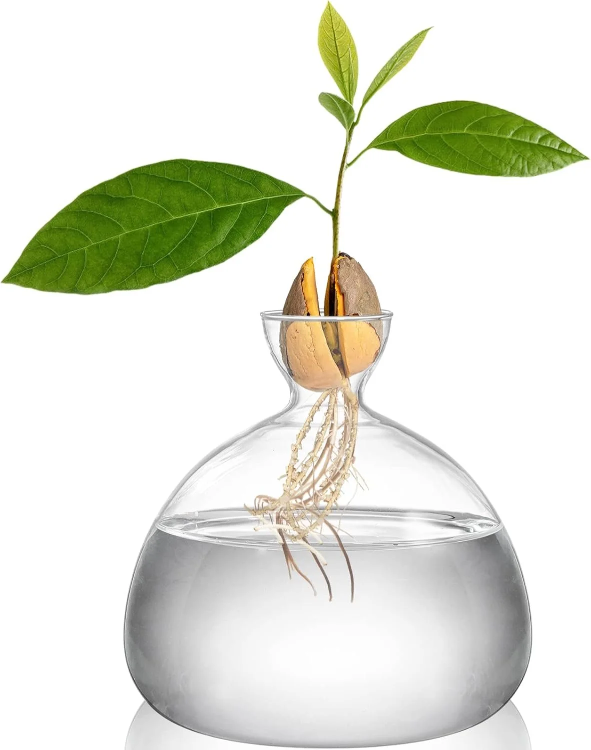 avocado pit sprouting in a clear glass vase