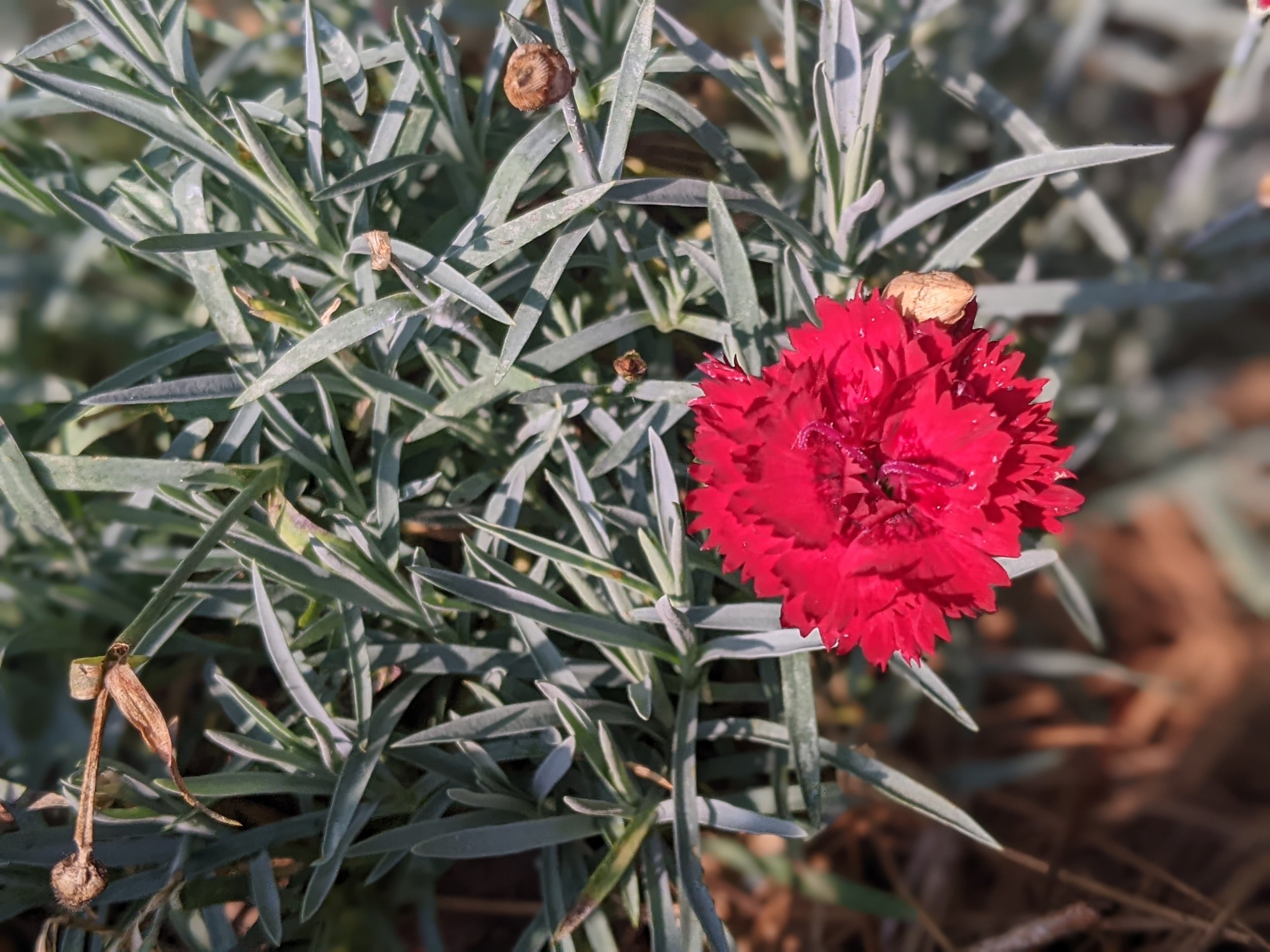 close up on red dianthus bloom