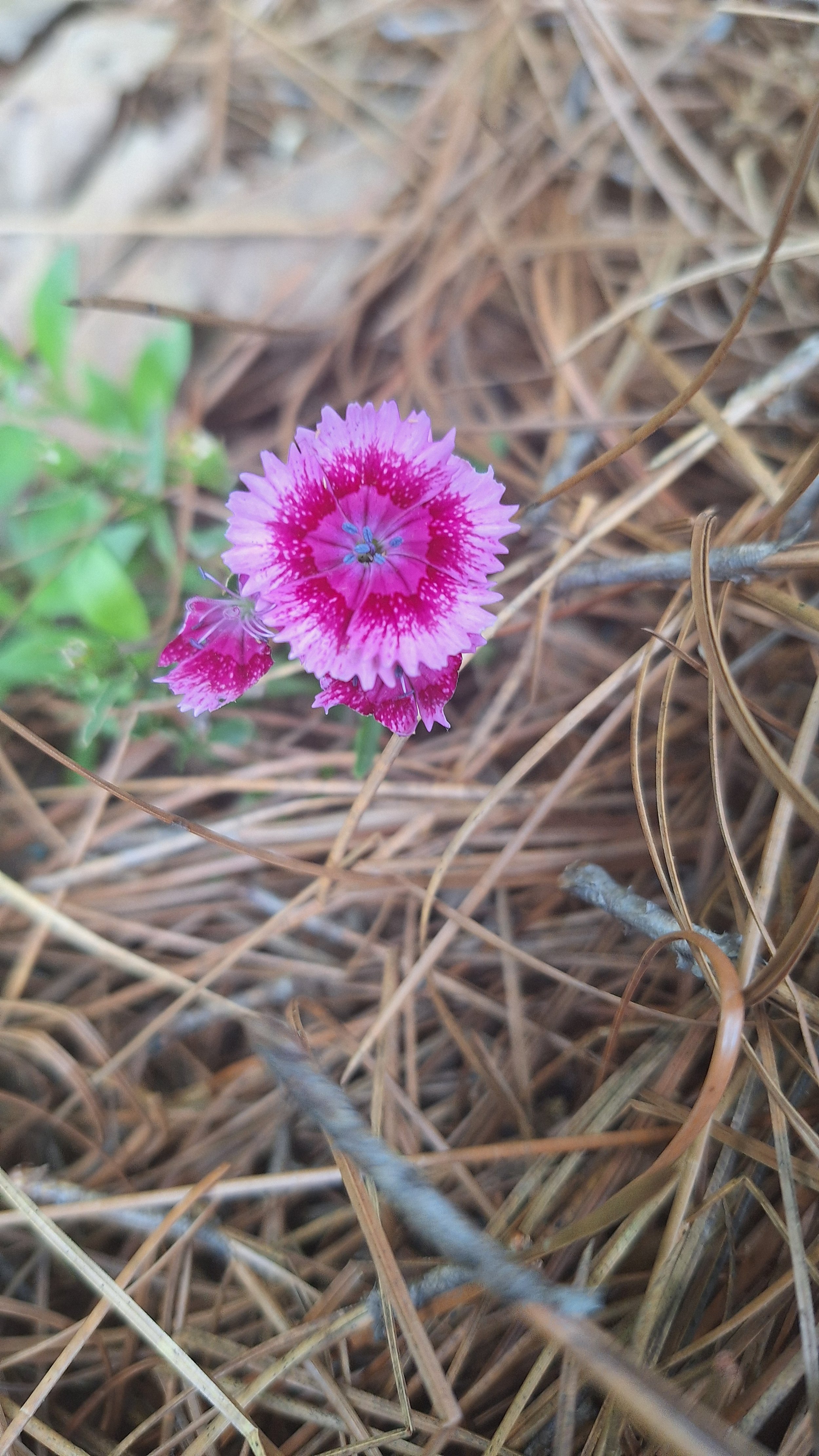 close up of bicolor dianthus bloom