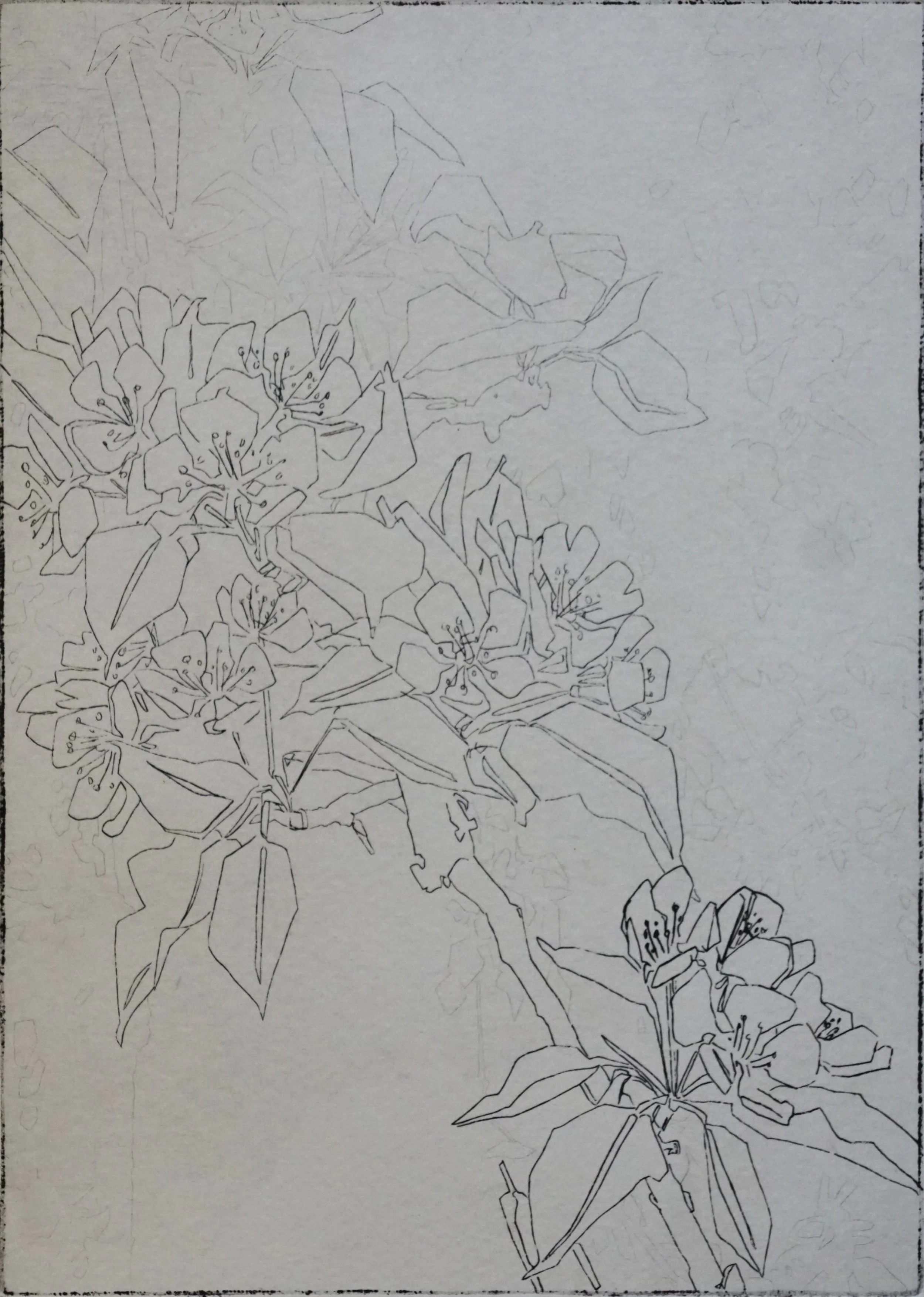 Perenbloesem II (2026), ets, 18 x 13 cm, oplage: 5