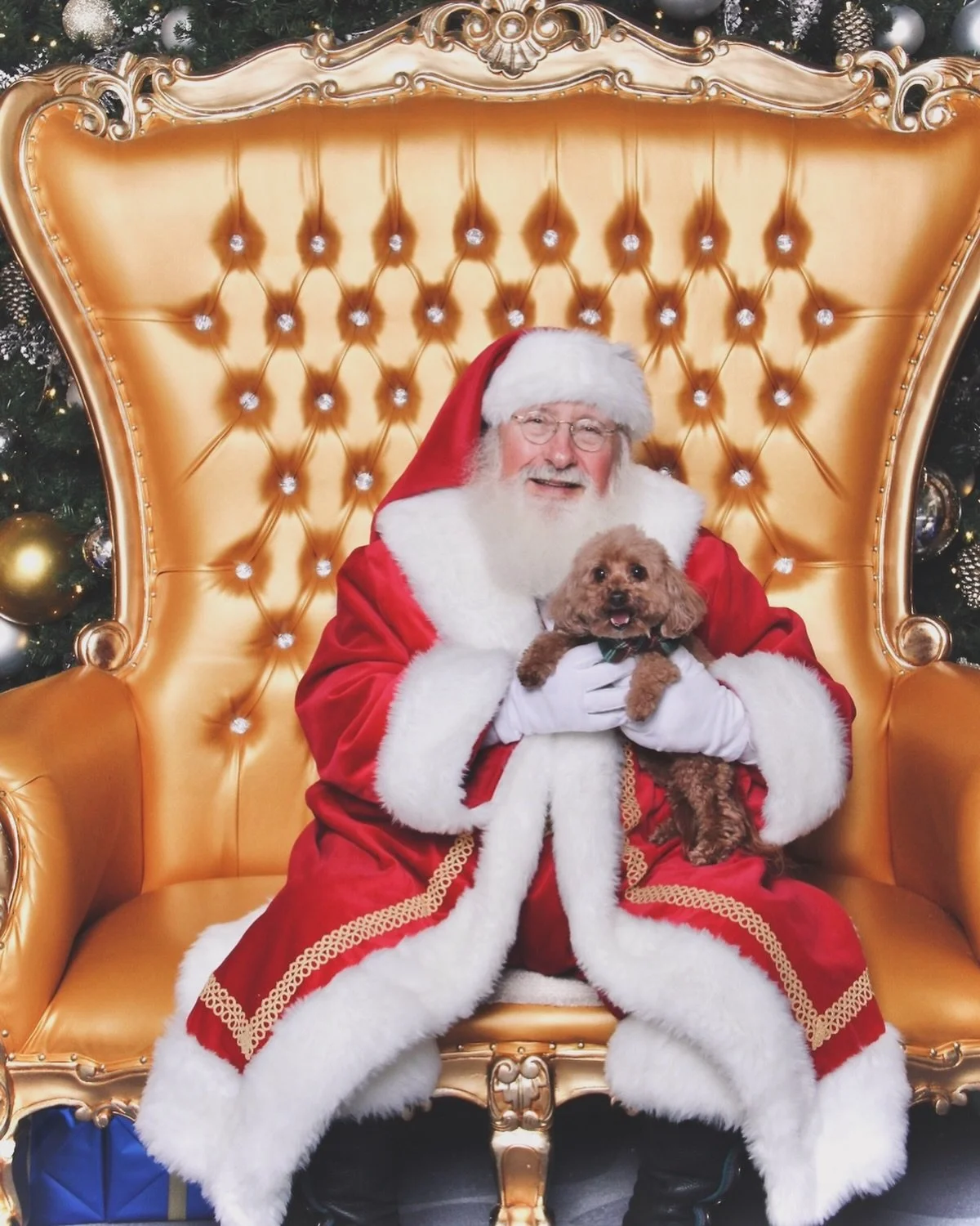 Someone was on the Nice List this year! ✅🎅🏻 

Merry Christmas to all those who celebrate! Poor Tenny hurt his back the other day and is on a strict crate rest + medicine regimen for the next month, but he&rsquo;s being a good little trooper (and ob