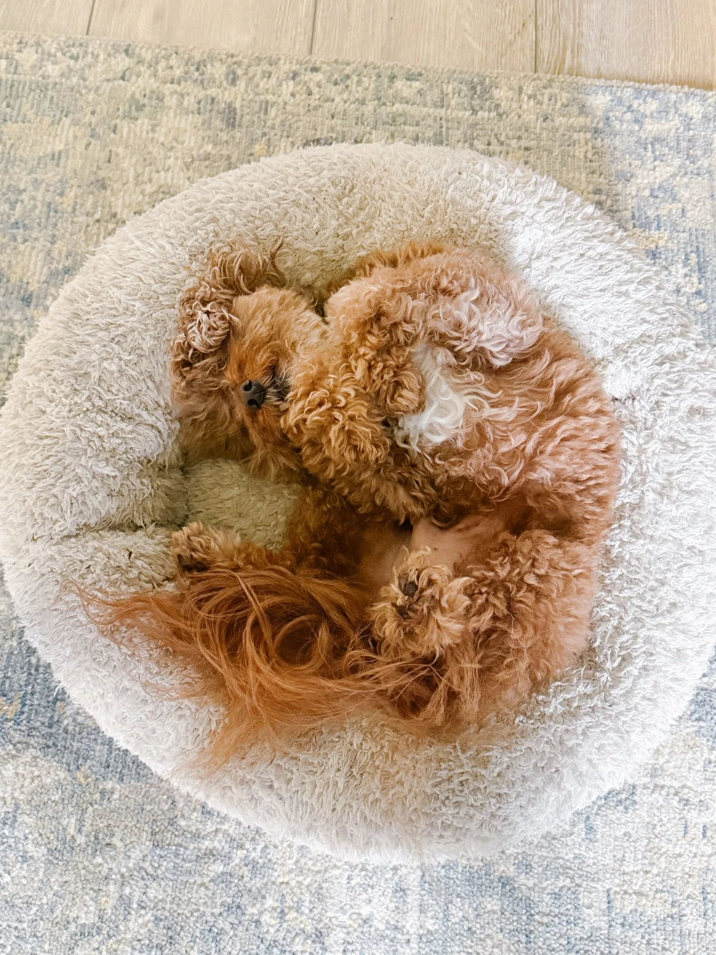 📷 Week 02/52 - crying &amp; trying 

No, but seriously, which wallpaper do you guys like best?? I&rsquo;m leaning toward the stripes though it&rsquo;s not showing up well here! A lil&rsquo;🌹 at the end to thank you for your time. 🤭

author life &b