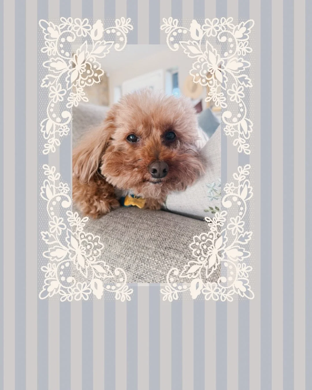 Happy birthday to my best bunny buddy boy Tenny! 💕🎂 Eleven years of sassy side eyes and adventures with you. 🥺