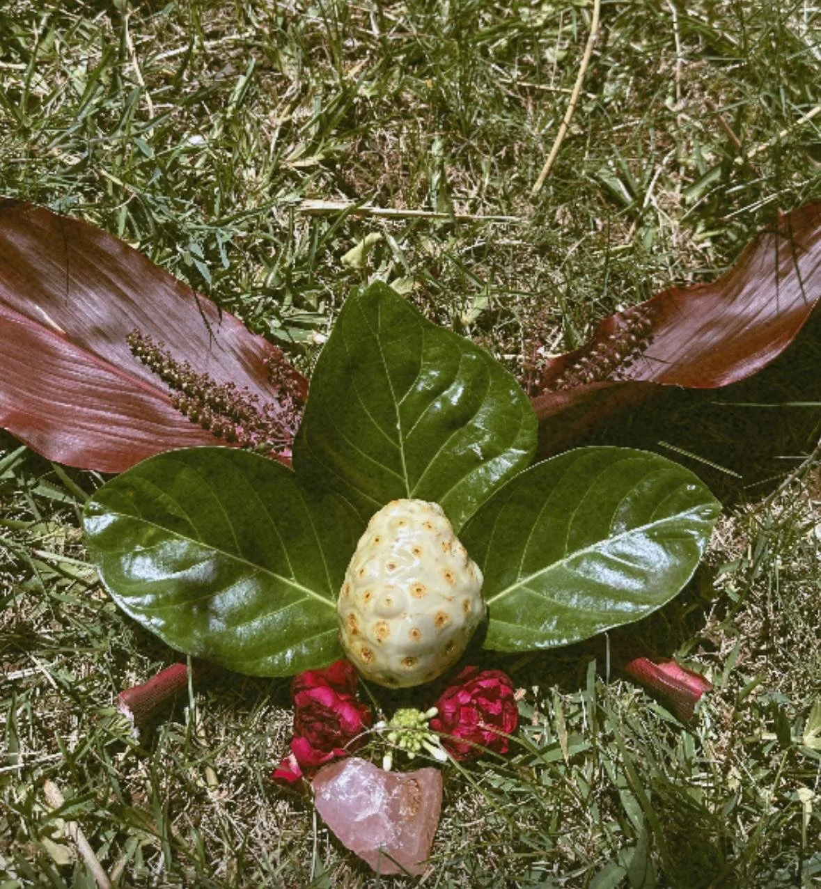 noni altar maui.jpeg