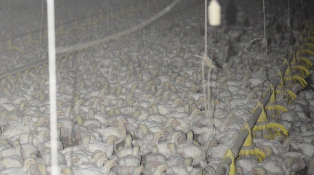 Yes on Measure J | End Factory Farming in Sonoma County