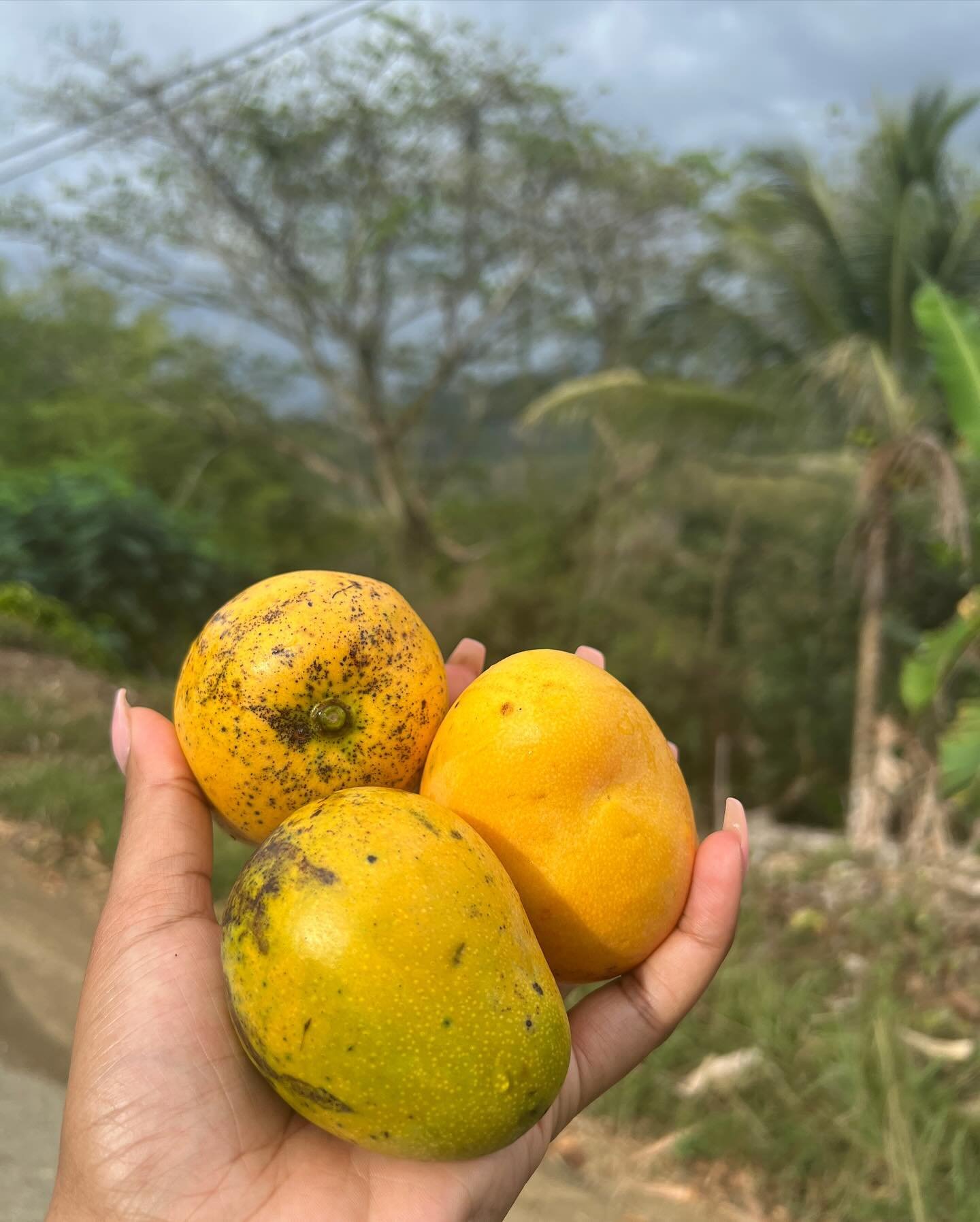 Jamaica, my number one girl ❤️🇯🇲

1. 3 stringy mango all for me 😌
2. Saturday soup with beef and gungo peas 
3. Annatto
4. Good morning🌅
5. The view from the veranda 
6. Fresh ackee, saltfish, 3 green banana &amp; a sweet potato 
7. Bird pepper
8