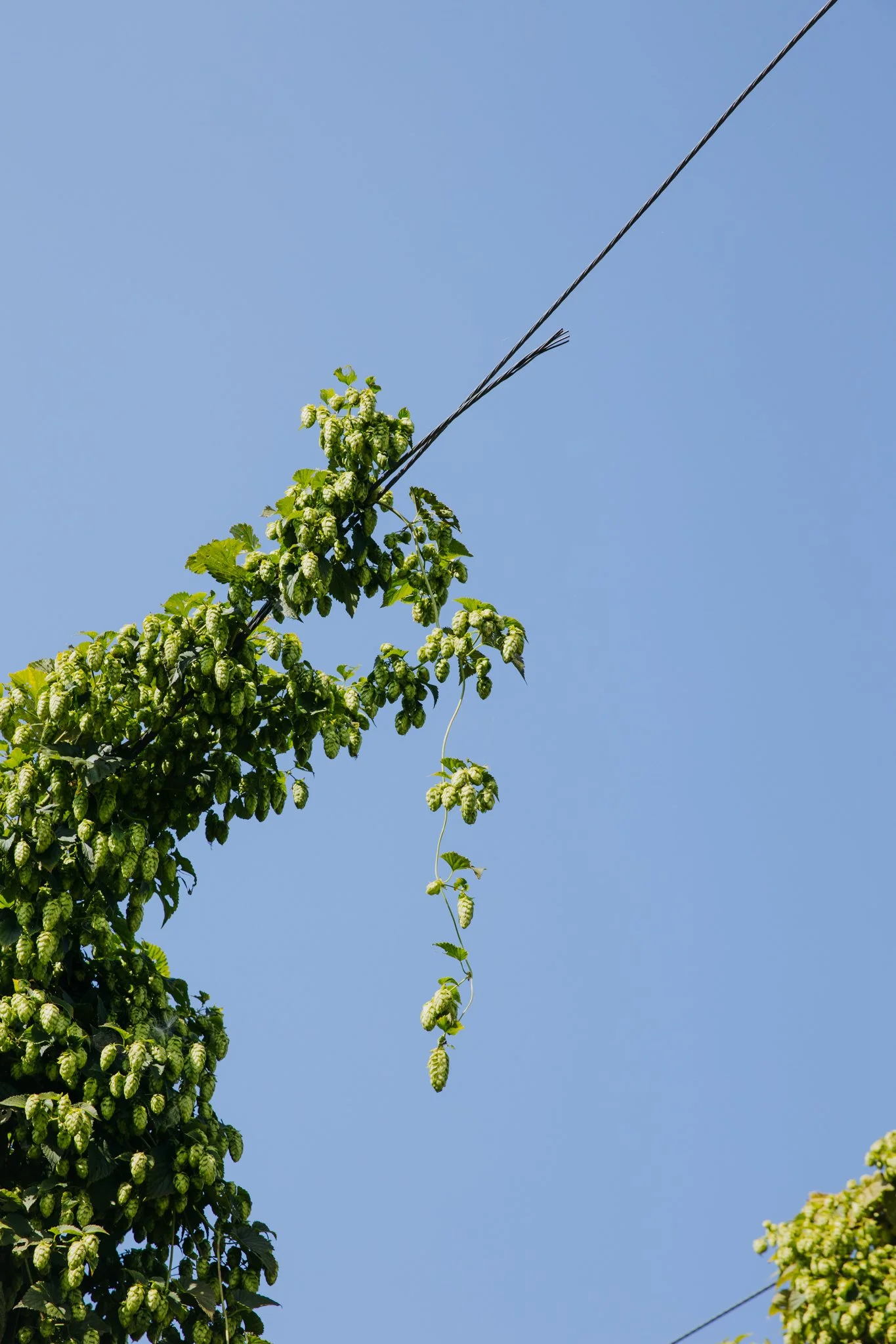 Hops from Left Fields Organic Farm