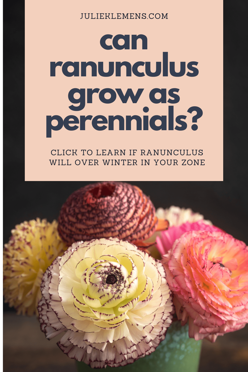 Are Ranunculus Perennials? Ranunculus by Zone — Julie Klemens