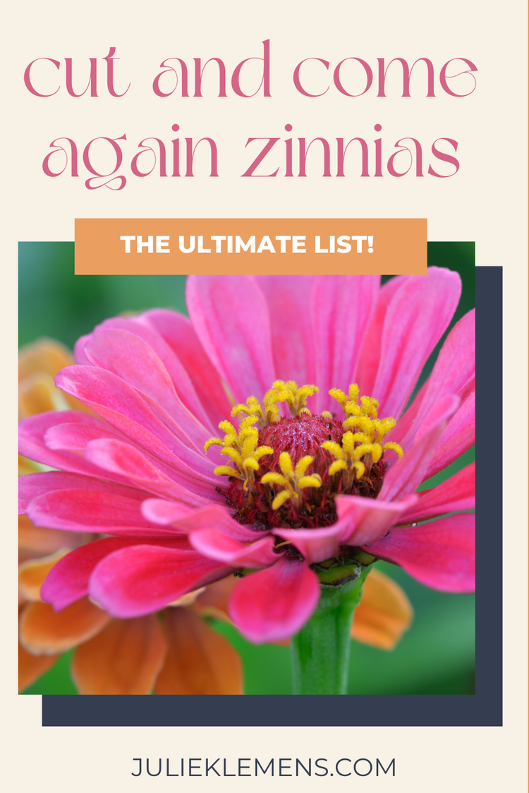 Cut And Come Again Zinnias — Julie Klemens