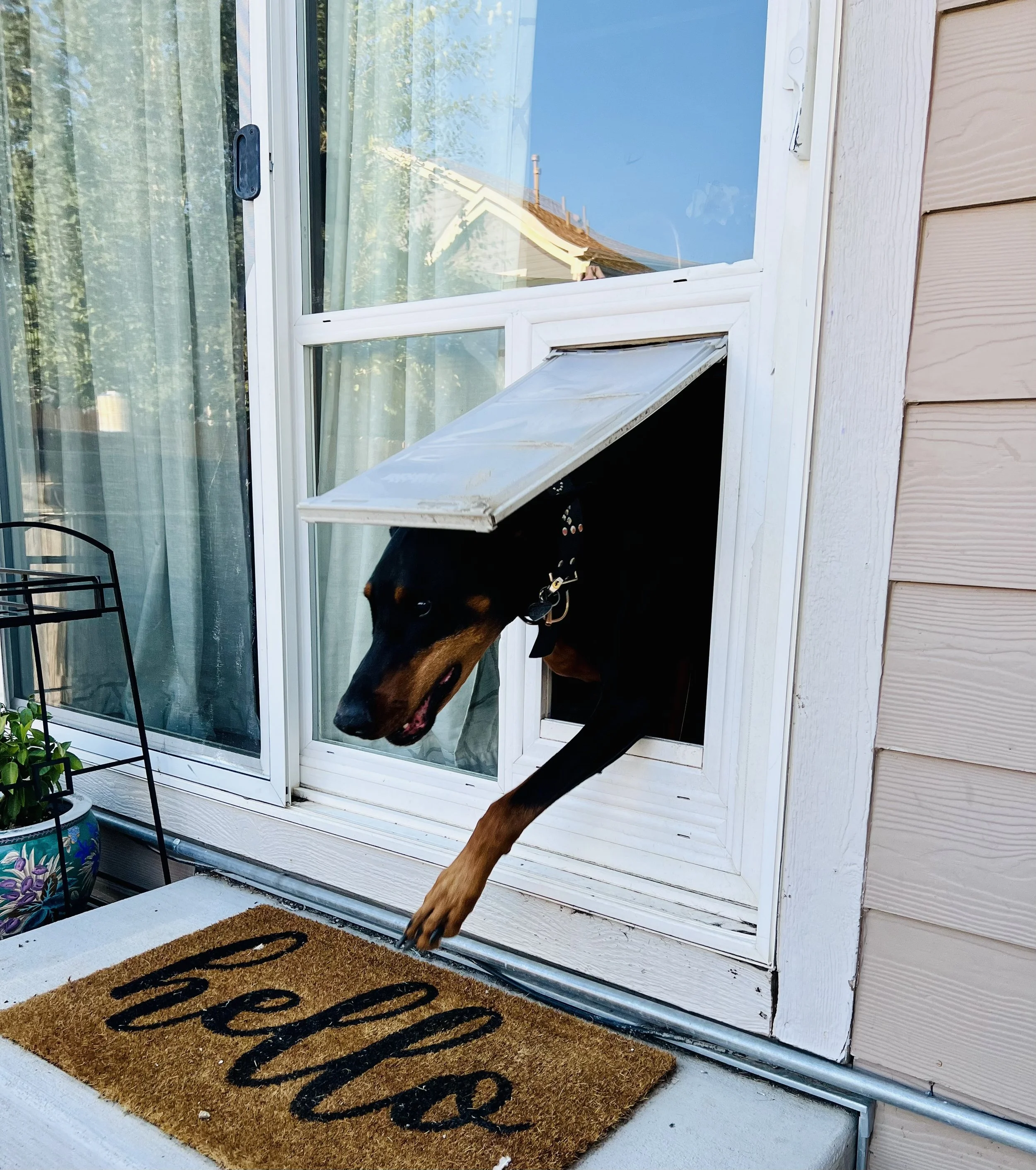Dog stepping through a pet door in a window, next to a welcome mat with 'hello' written on it.