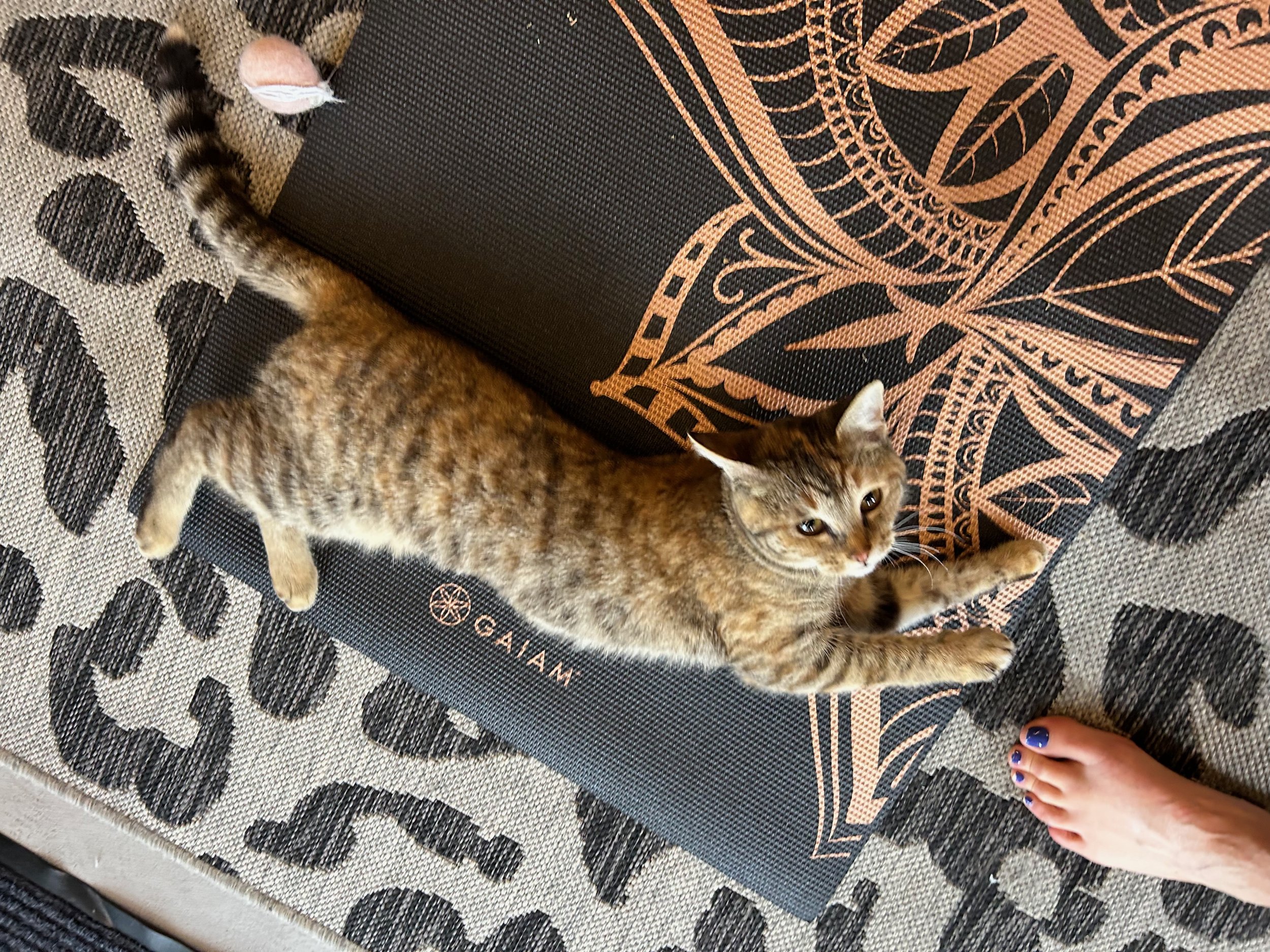 Kitty Yoga!