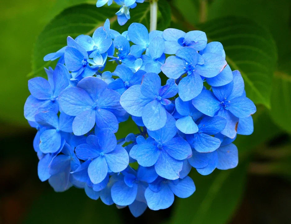 bluehydrangea3_1200x1200.webp
