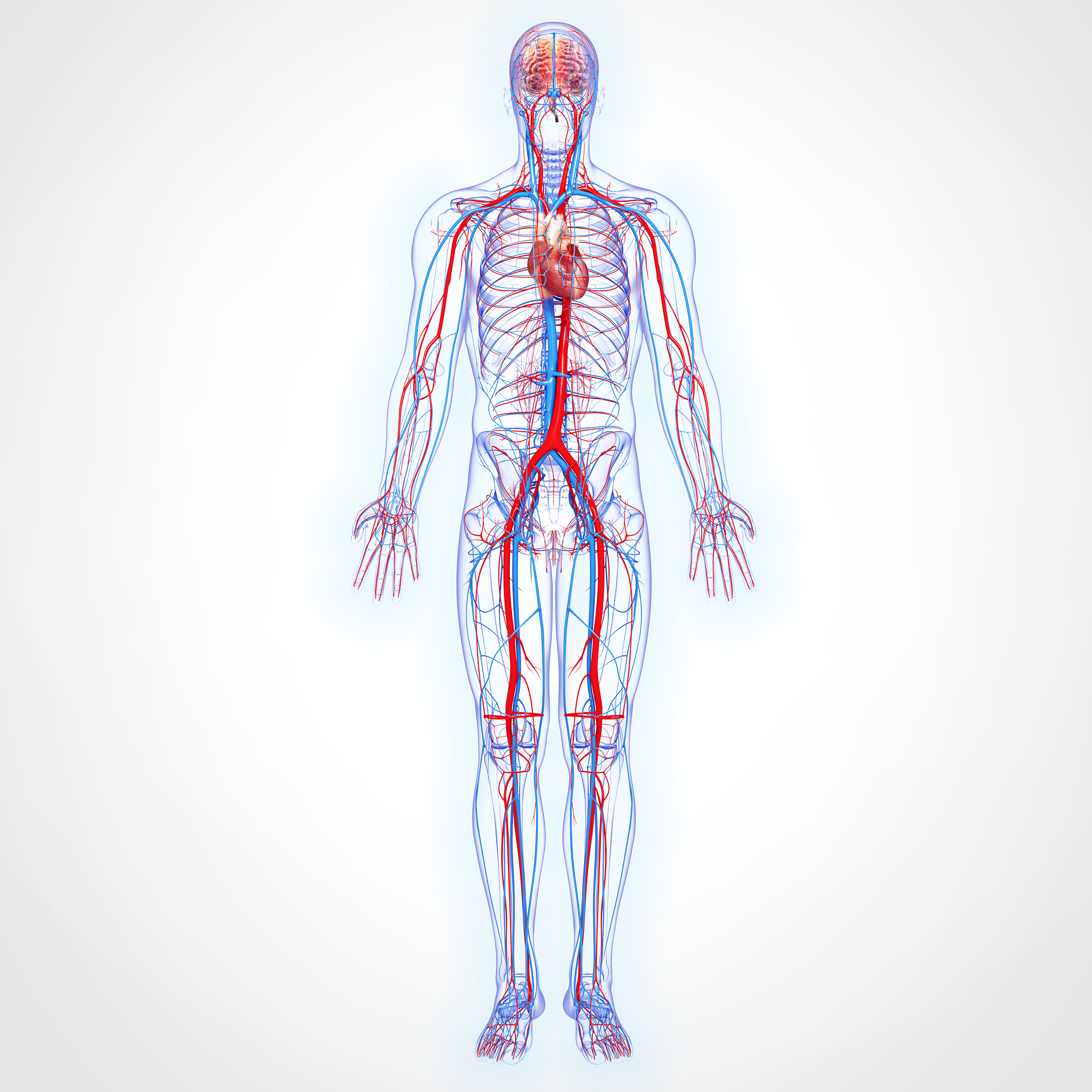 Whole body Blueprint.png