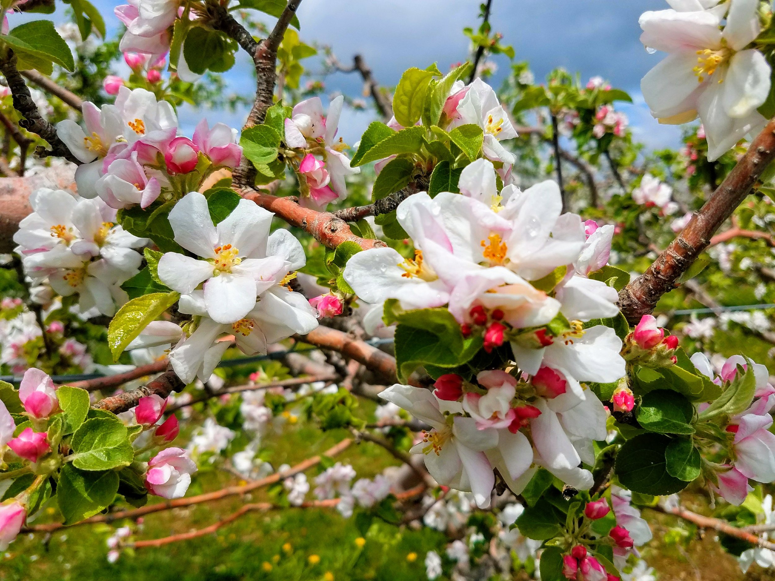 3 - Apple Blossom Delight