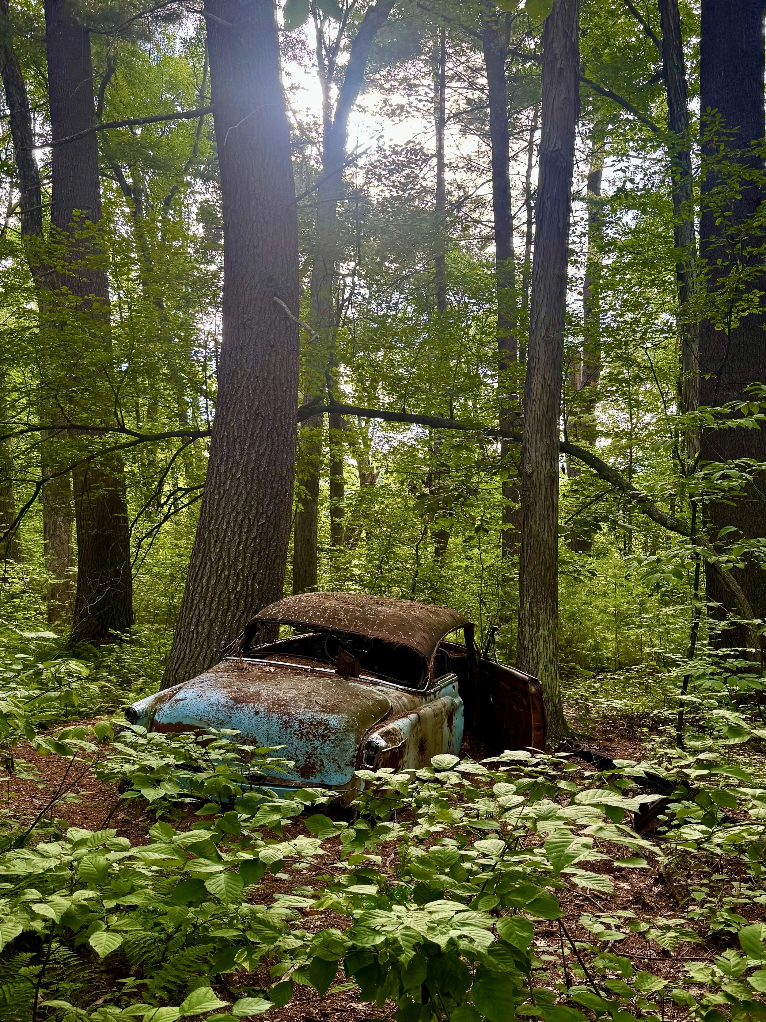 22 - Reclaimed by Nature