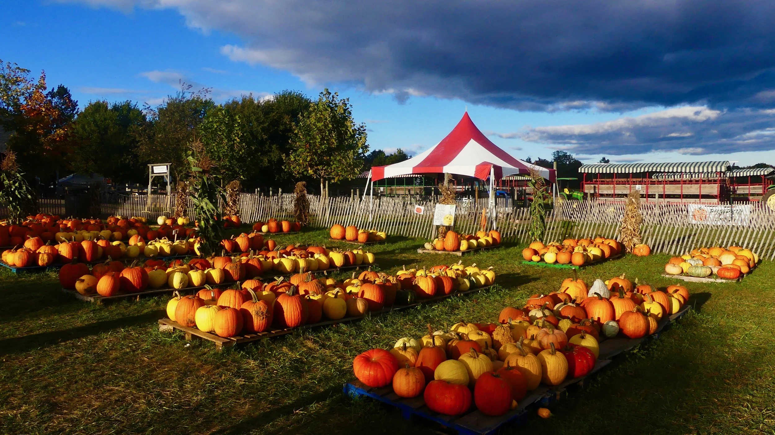 29 - Tougas Farm Pumpkins