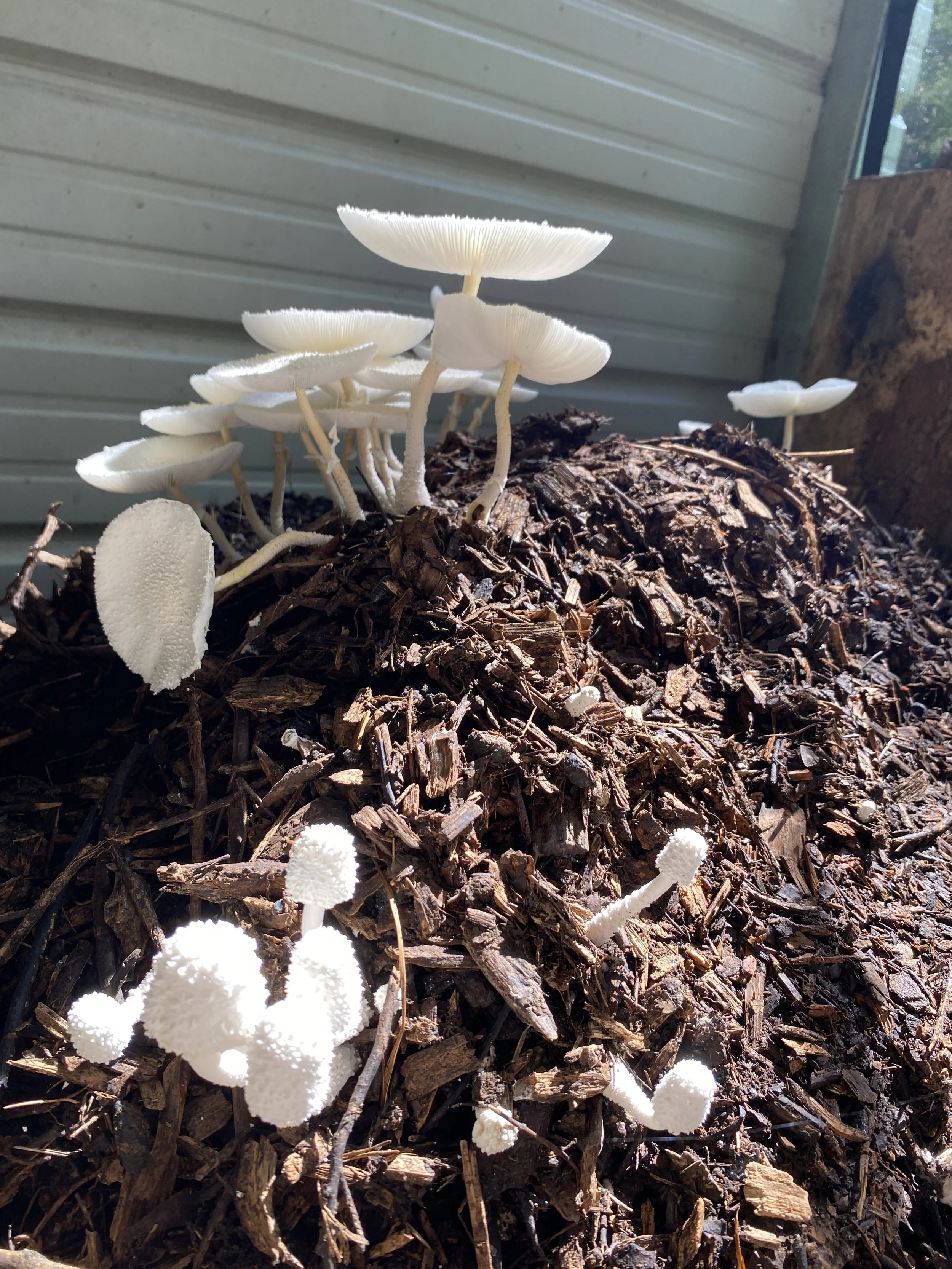 Soil Food Web Compost Workshop