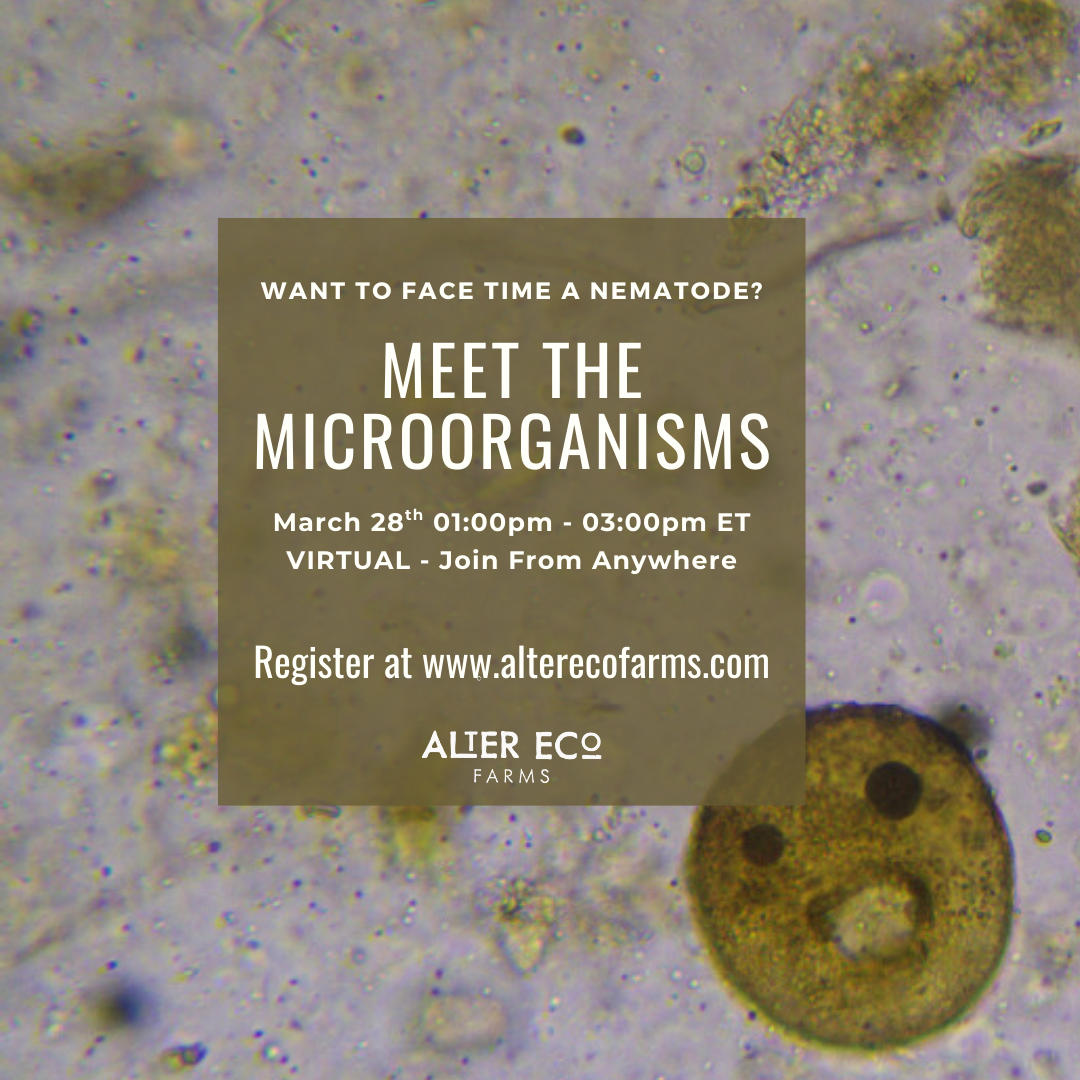Meet the Microorganisms 