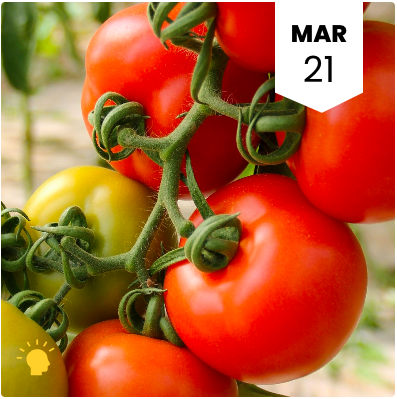 Soil 101: This Is Why You Can’t Grow A Tomato