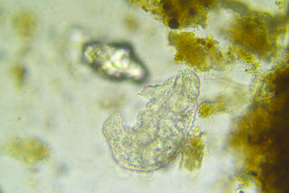 Foundations of Soil Microscopy