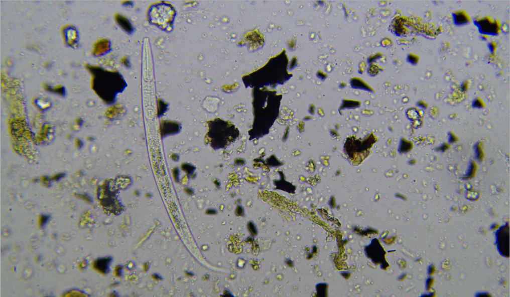 Nematode_Bacterial.png