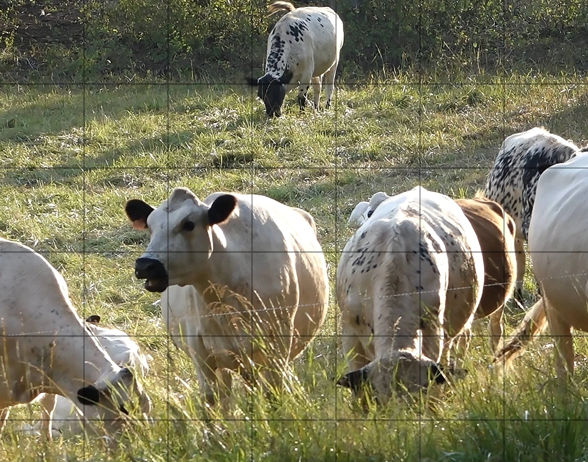 cows_oil2.jpg