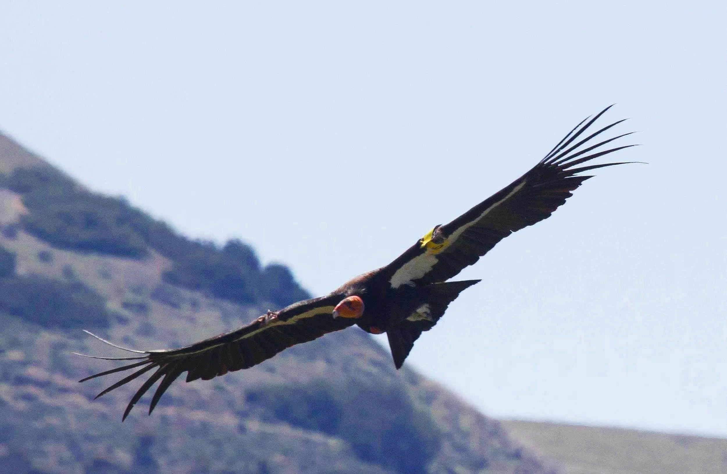 A California condor in flight over mountains with wings spread.