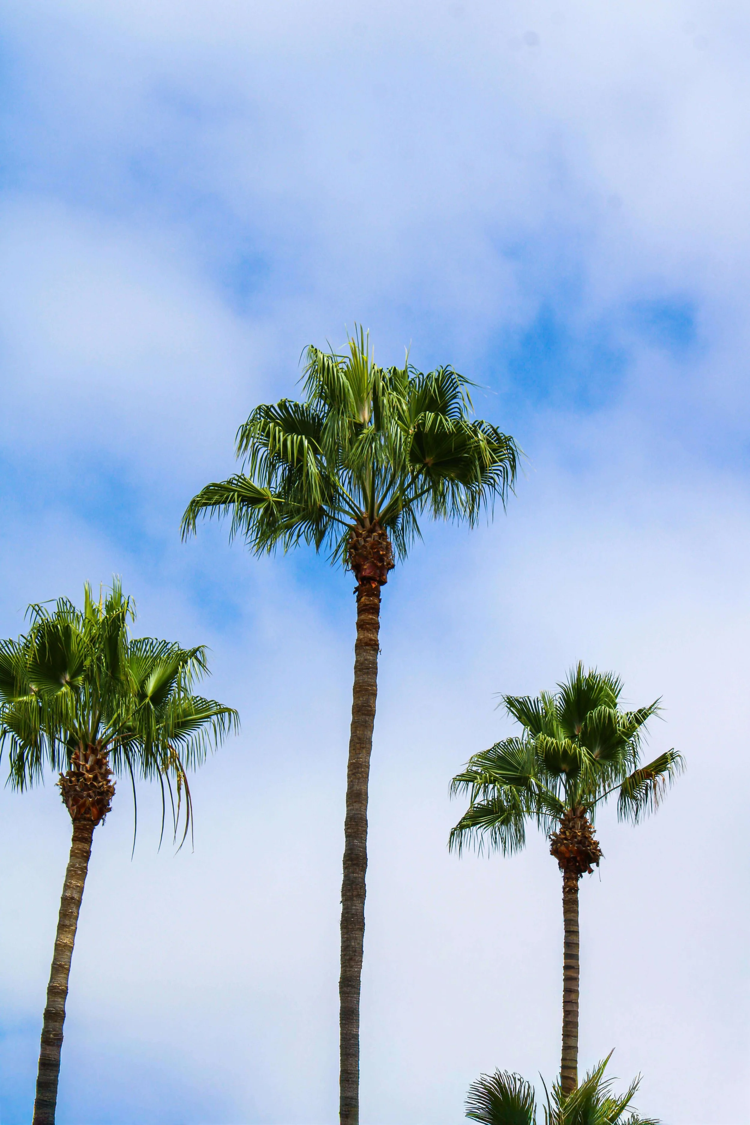 3 palm trees with a bright blue sky. Teen counseling in Miami, FL can help teens manage emotions, stress & overwhelm. Get started today with a Miami therapist.