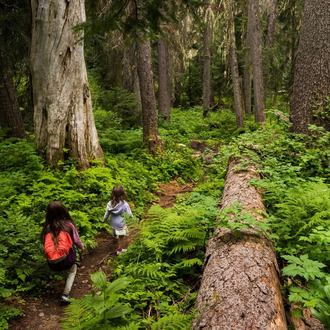 Two children hiking on a dirt trail in a dense forest with tall trees and lush green foliage.