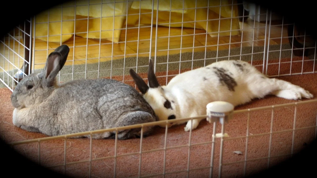 Mitch Rabbit Christy & Mitch — Special Bunny Rabbit Rescue