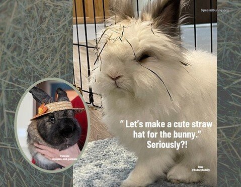 Congratulations Bear and Pancake! You will bring in the 2024  new year in our Disgruntled Bunnies calendar benefiting Special Bunny Rabbit Rescue! Everyone follow these cuties @pigeon_and_pancake and @rodneyandlily. LINK IN BIO to order today!