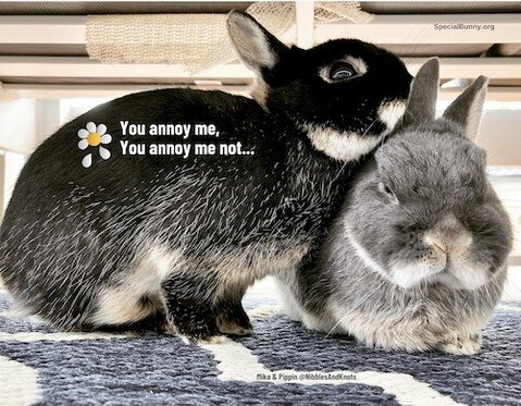 Congratulations to Mika and Pippin! You are our February 2024 love-and-annoyance buns! Special Bunny's 2024 Disgruntled Bunnies calendar benefits rescue rabbits and is available order and ship today. Get one for everyone on your list!  Make sure to f