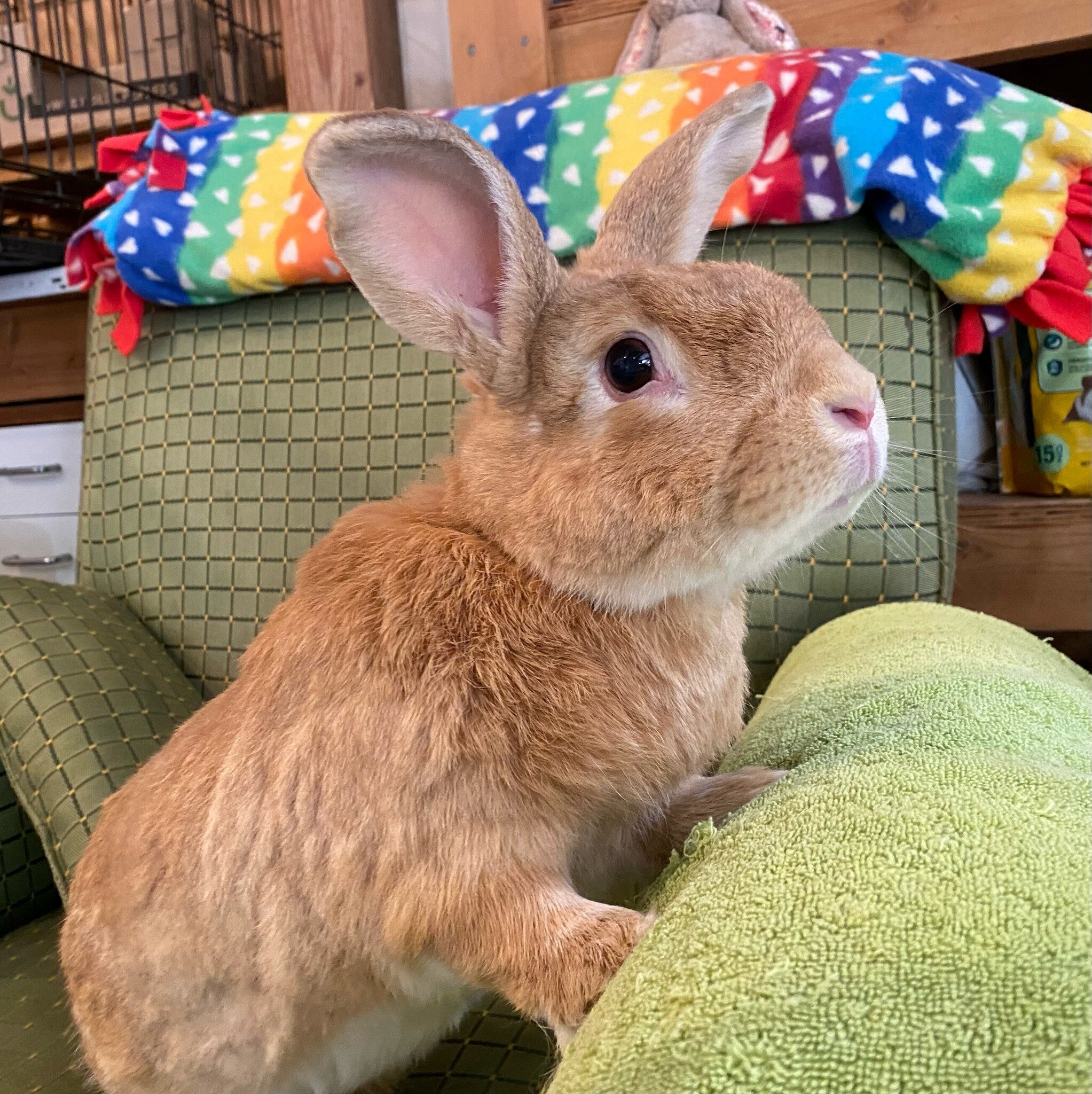 Our first adoption of the year!  Bobo is an older boy who came to us when his Mom was not longer able to care for him because of medical issues.  Many people shy away from older bunnies, but look at what they are missing.  A warm, snuggle bunny who i