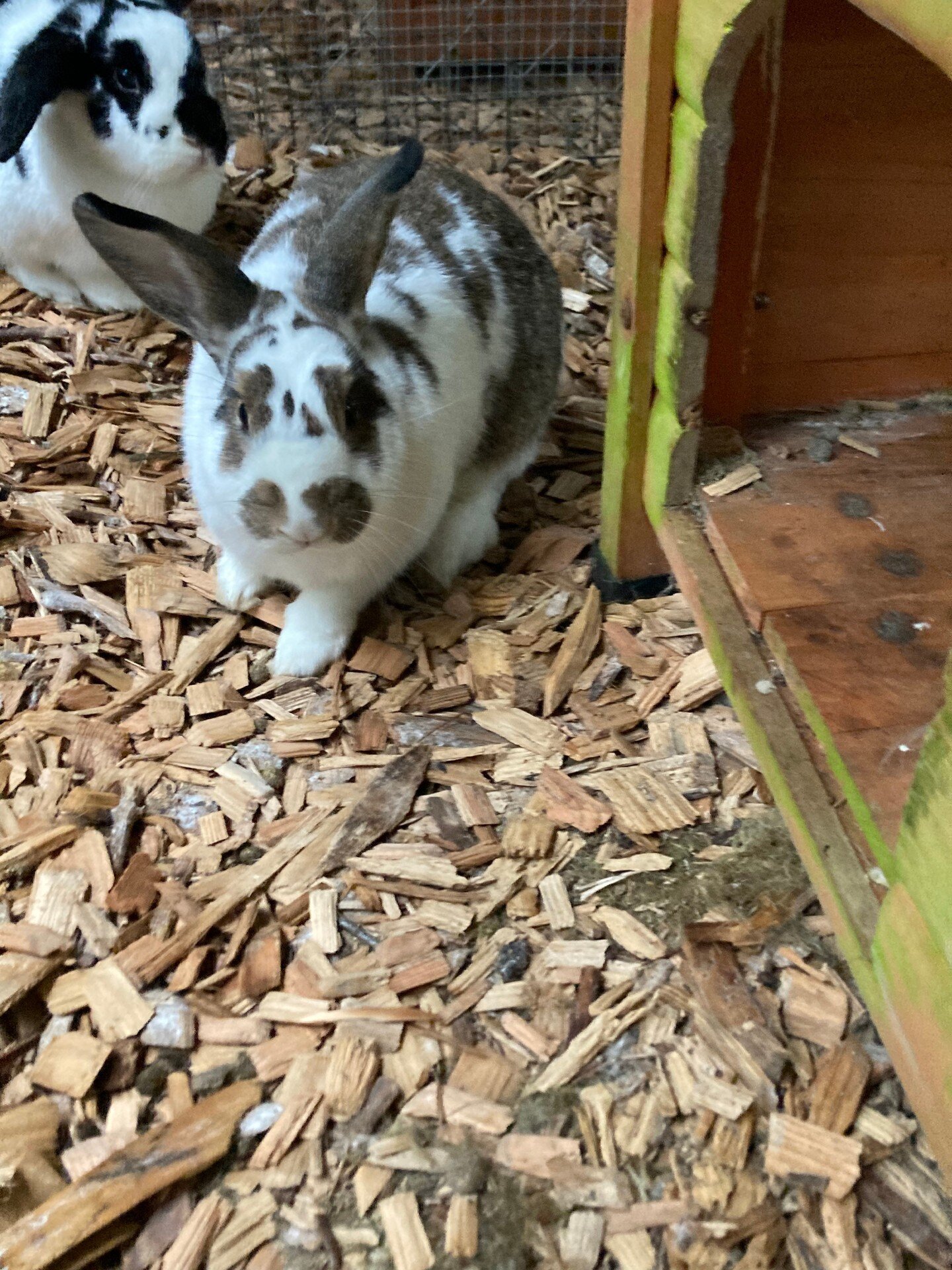 Hi there, I'm Brook, a demure, brown and white bunny girl. I'm a little on the shy side, but my heart is as big as they come. I was born at the shelter on April 25, 2023. I am bonded with my sister, Meadow who is as adorable and sweet as an Oreo cook