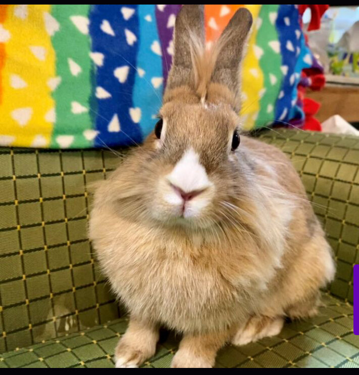 Meet Momo! She is a sweet, young, playful lionhead mix. She was born at the rescue along with her siblings after their Mom was found on the streets. She loves to play with toys and other fun activities to keep her entertained. She enjoys lots of atte